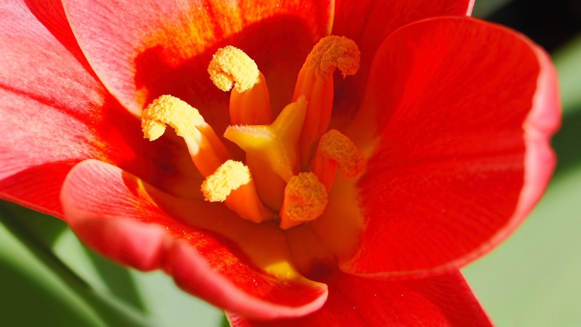 spring flower nature flora garden color petal blooming summer bright beautiful close-up tulip floral husk leaf tropical botanical pistil