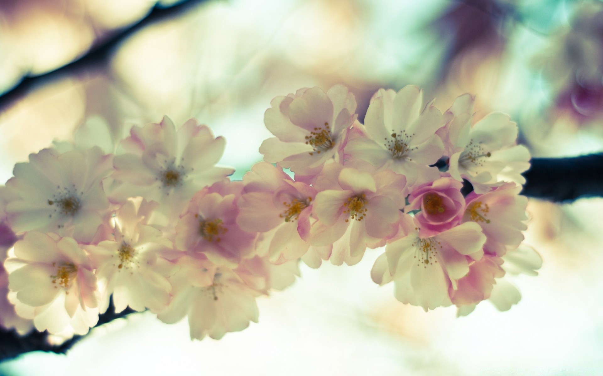 spring flower nature flora petal blooming floral garden beautiful cherry color close-up branch leaf tree season bud blur delicate summer