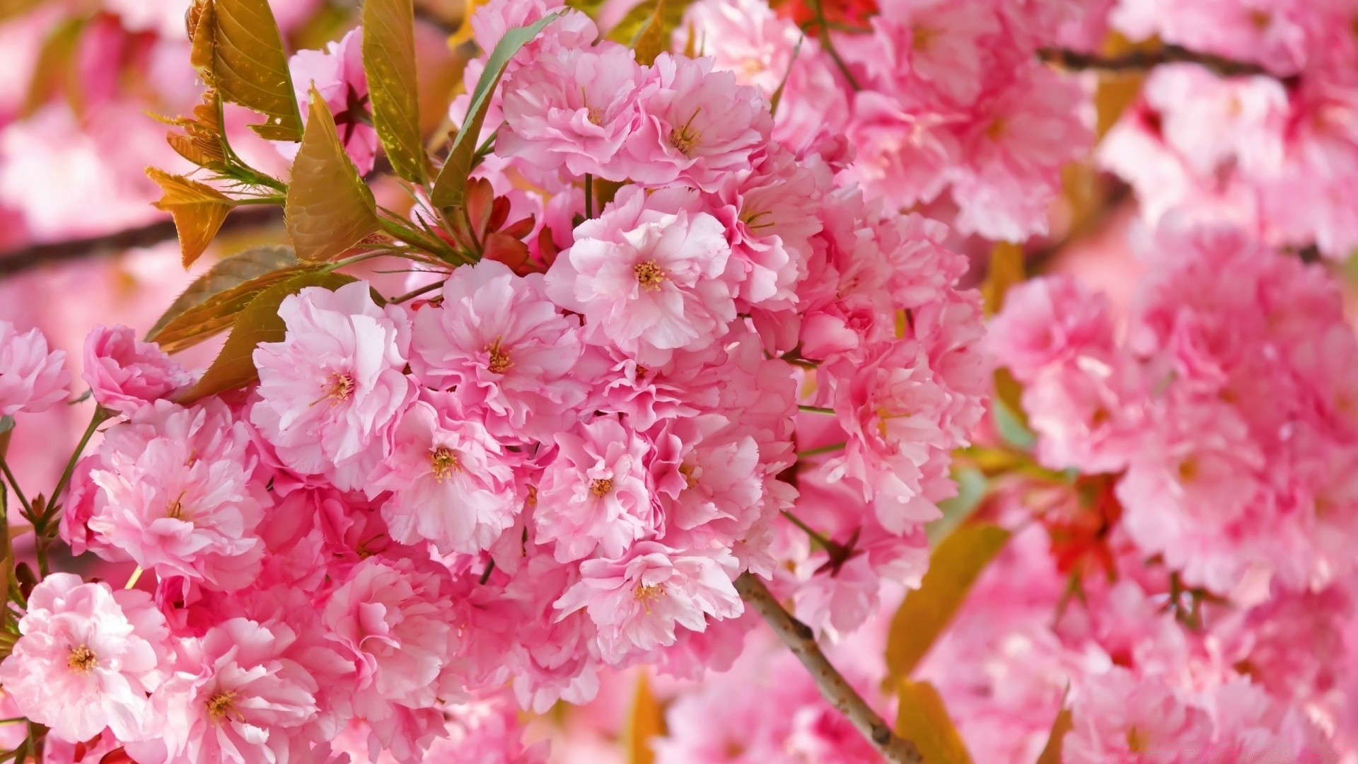 primavera fiore flora natura giardino fiore petalo floreale foglia cherry stagione ramo albero luminoso close-up bella estate delicato colore primavera