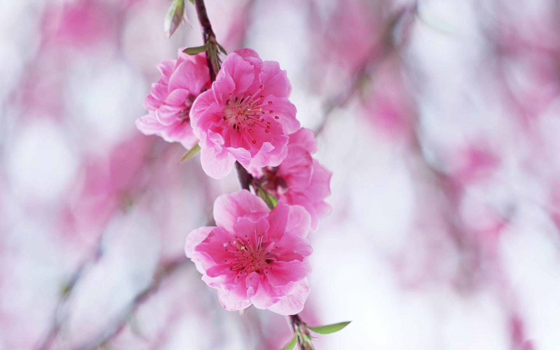 primavera fiore ciliegio ramo natura flora albero giardino foglia fioritura crescita stagione compagno petalo all aperto delicato mela luminoso primavera prugna