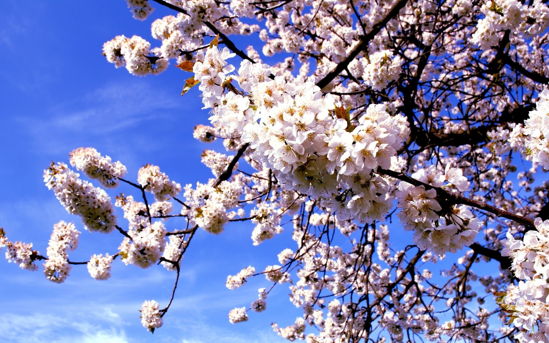 primavera ciliegia ramo albero fiore stagione natura flora primavera prugna mela compagno fioritura petalo crescita freschezza albicocca cielo blu floreale primo piano soleggiato