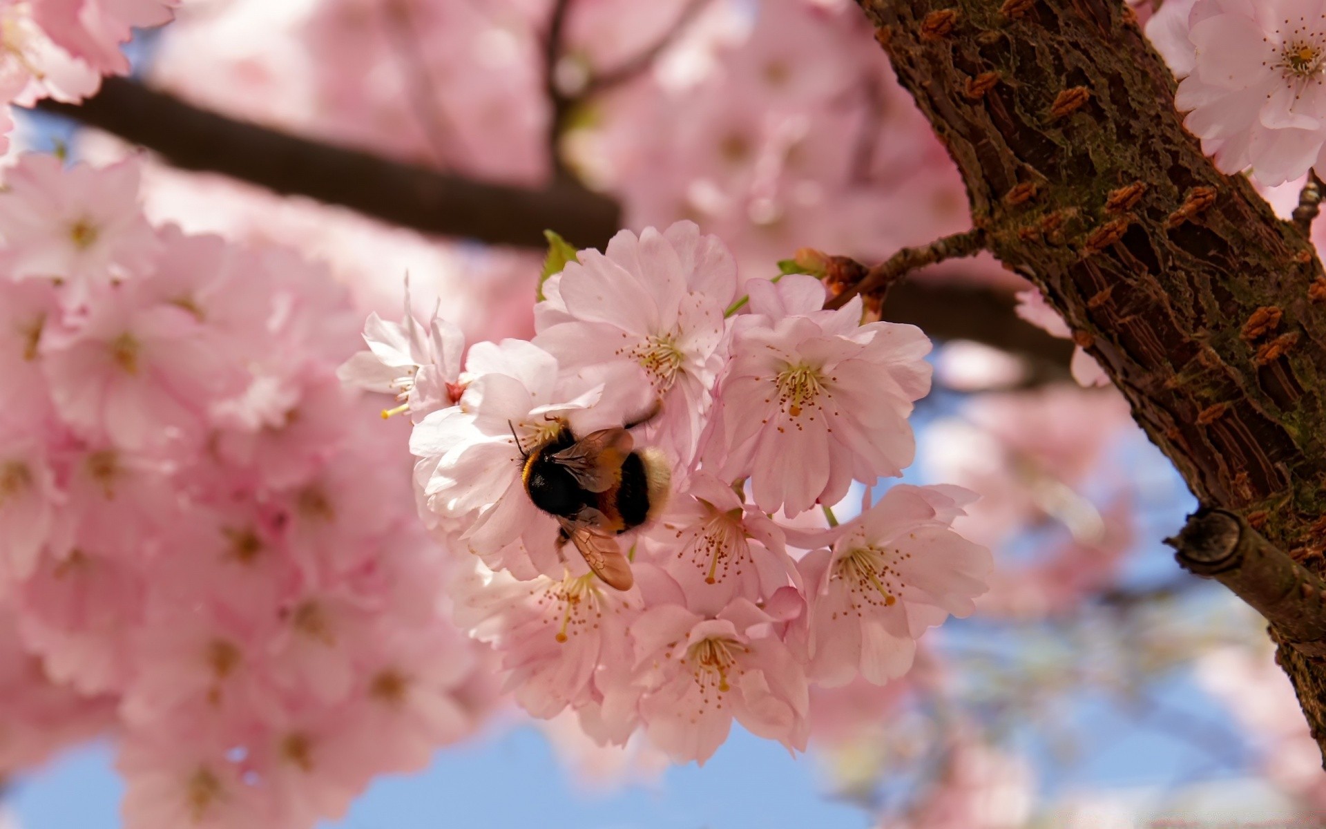 frühling blume kirsche baum zweig natur flora blütenblatt garten blühen blumen apfel saison zart pflaumen schließen frühling kumpel schön blatt