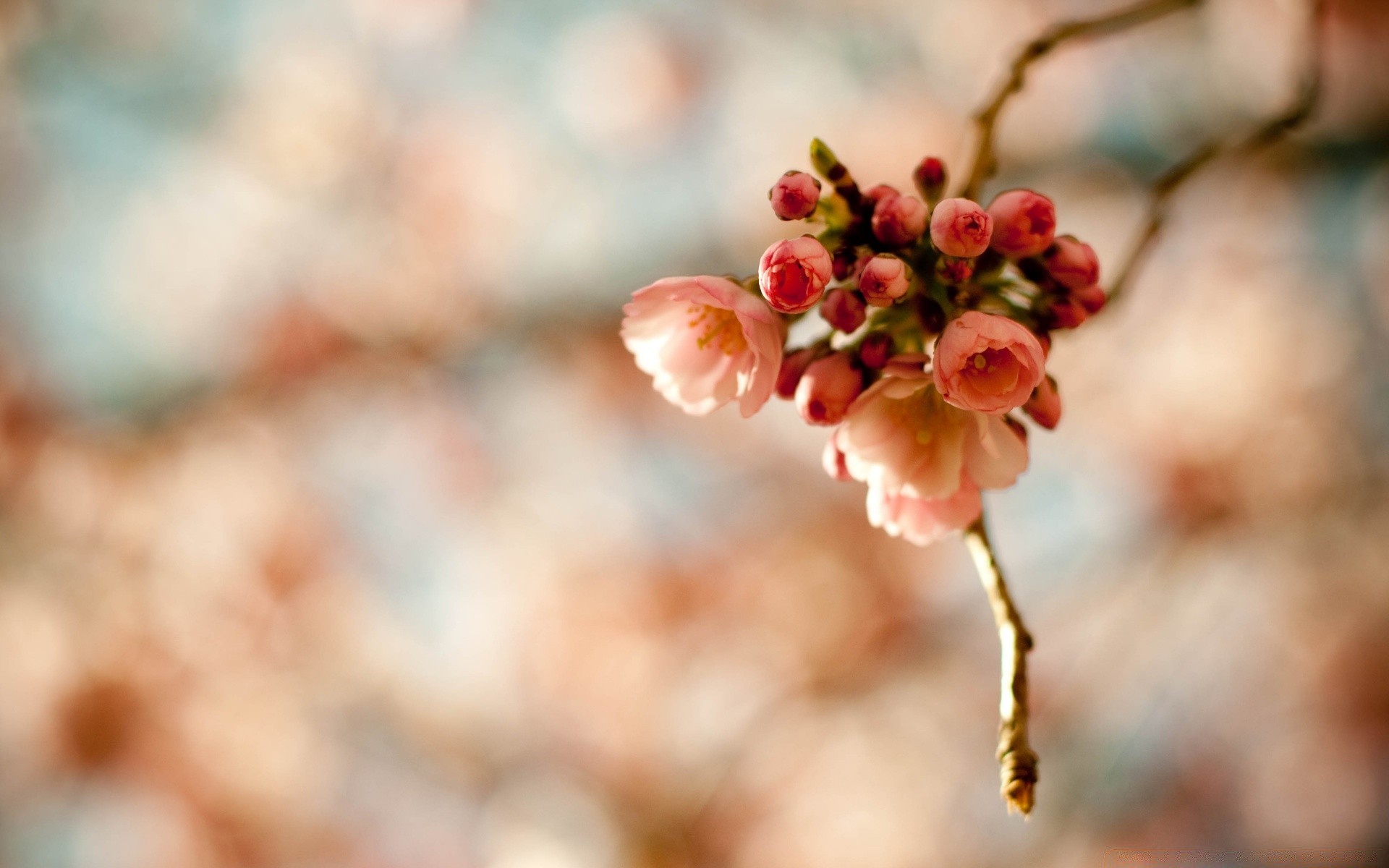 spring nature flower outdoors leaf blur tree branch garden flora summer fair weather dof color season