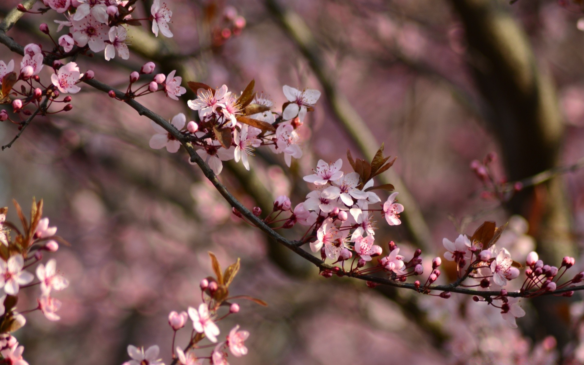 wiosna kwiat drzewo wiśnia oddział natura flora liść płatek kolego bluming sezon ogród jabłko kwiat na zewnątrz wzrost delikatny kolor park