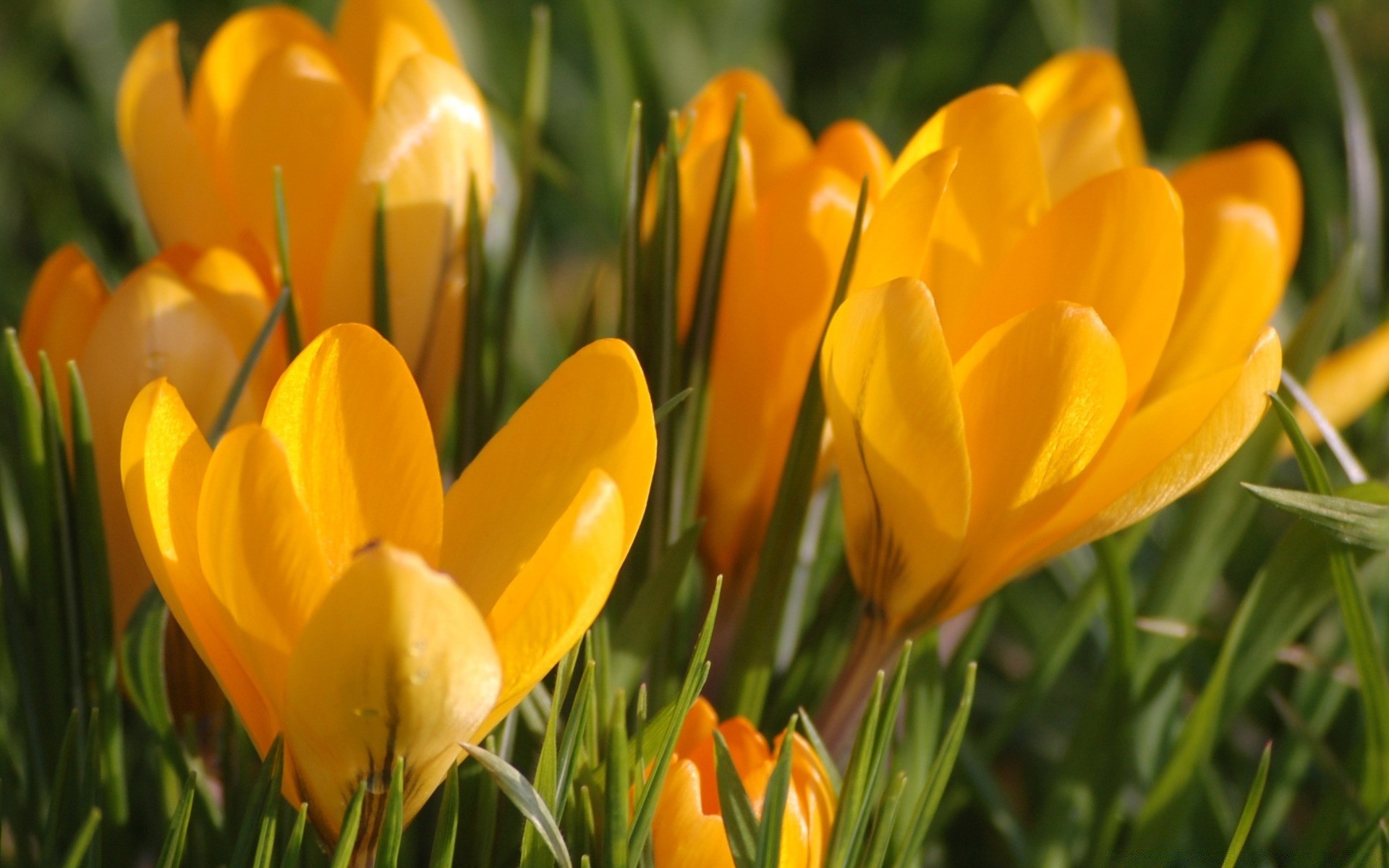 printemps nature tulipe fleur jardin flore été pâques feuille lumineux beau temps champ couleur saison floral pétale croissance herbe à l extérieur bluming