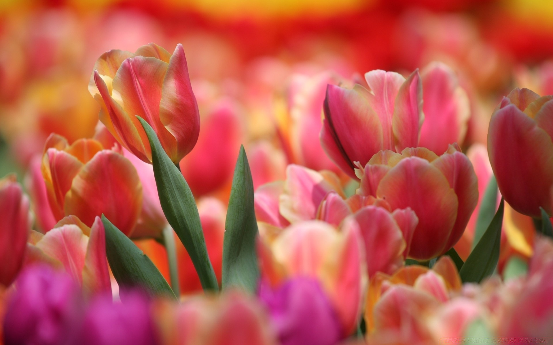 primavera tulipano natura fiore giardino flora foglia di colore floreale petalo bouquet luminoso fioritura estate pasqua