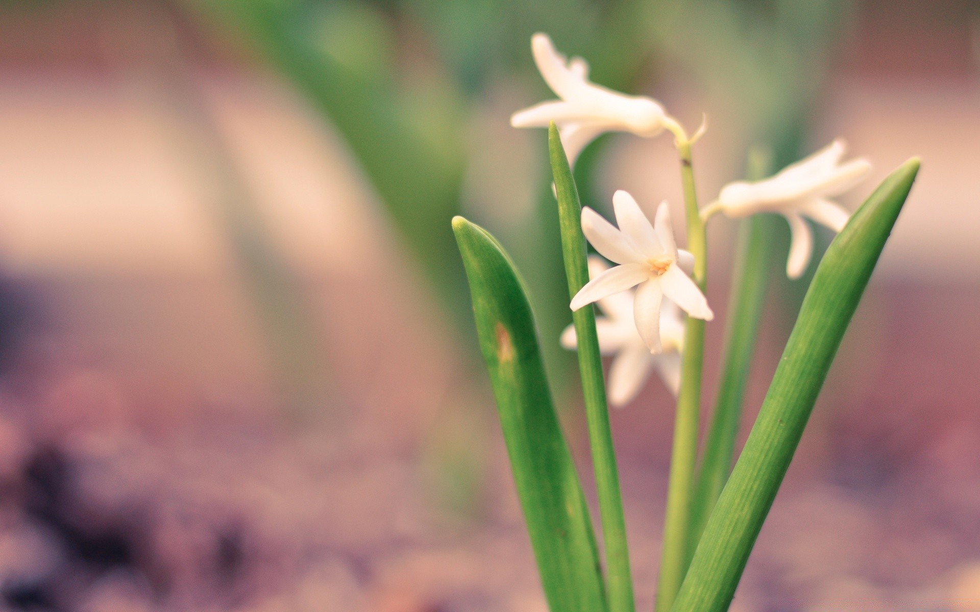 spring nature leaf blur flora outdoors flower growth summer grass garden fair weather wild bright