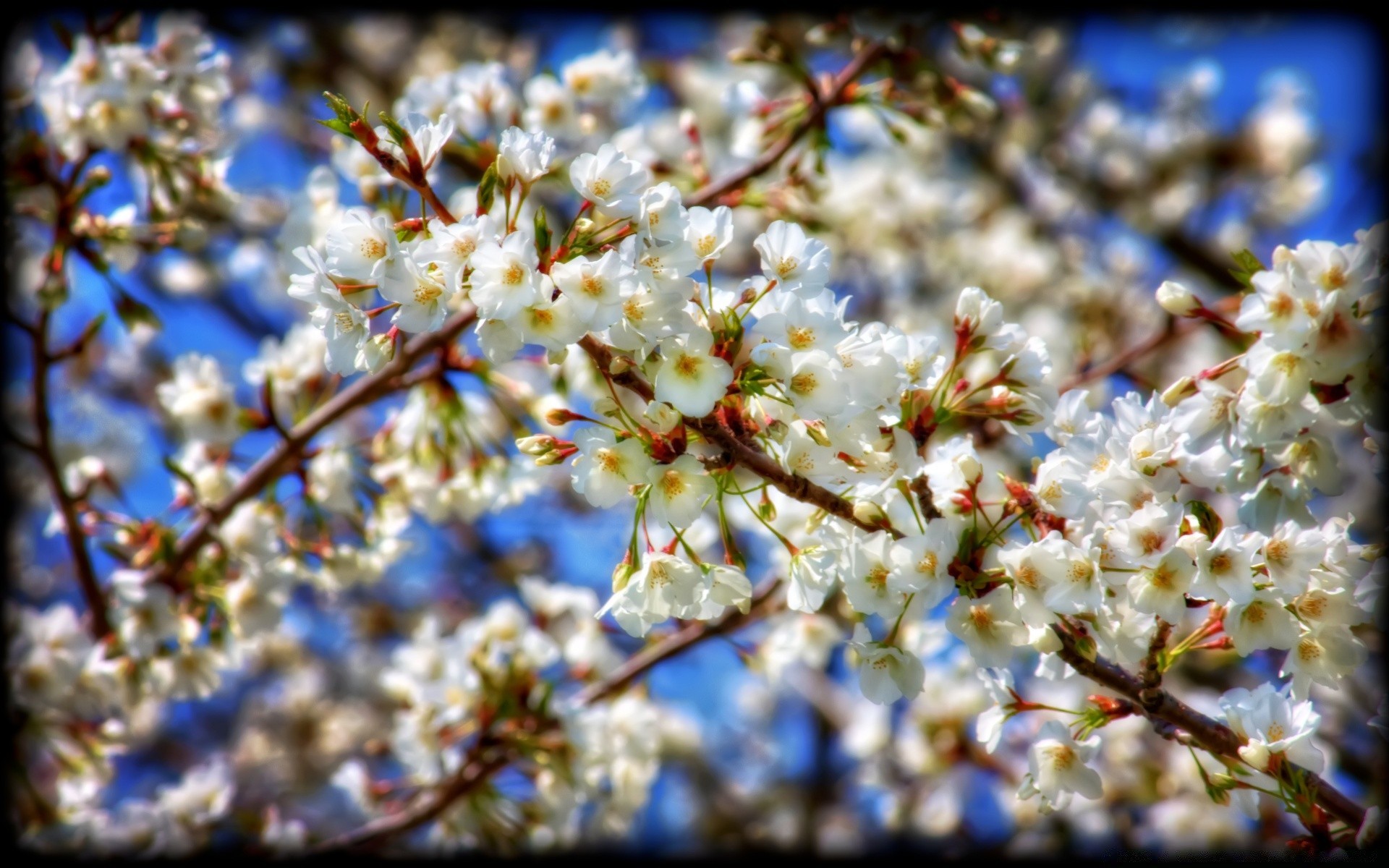 wiosna wiśnia kwiat drzewo oddział sezon jabłko plum bluming flora płatek natura kolego wiosna słoneczny wzrost morela ogród kwiatowy na zewnątrz zbliżenie