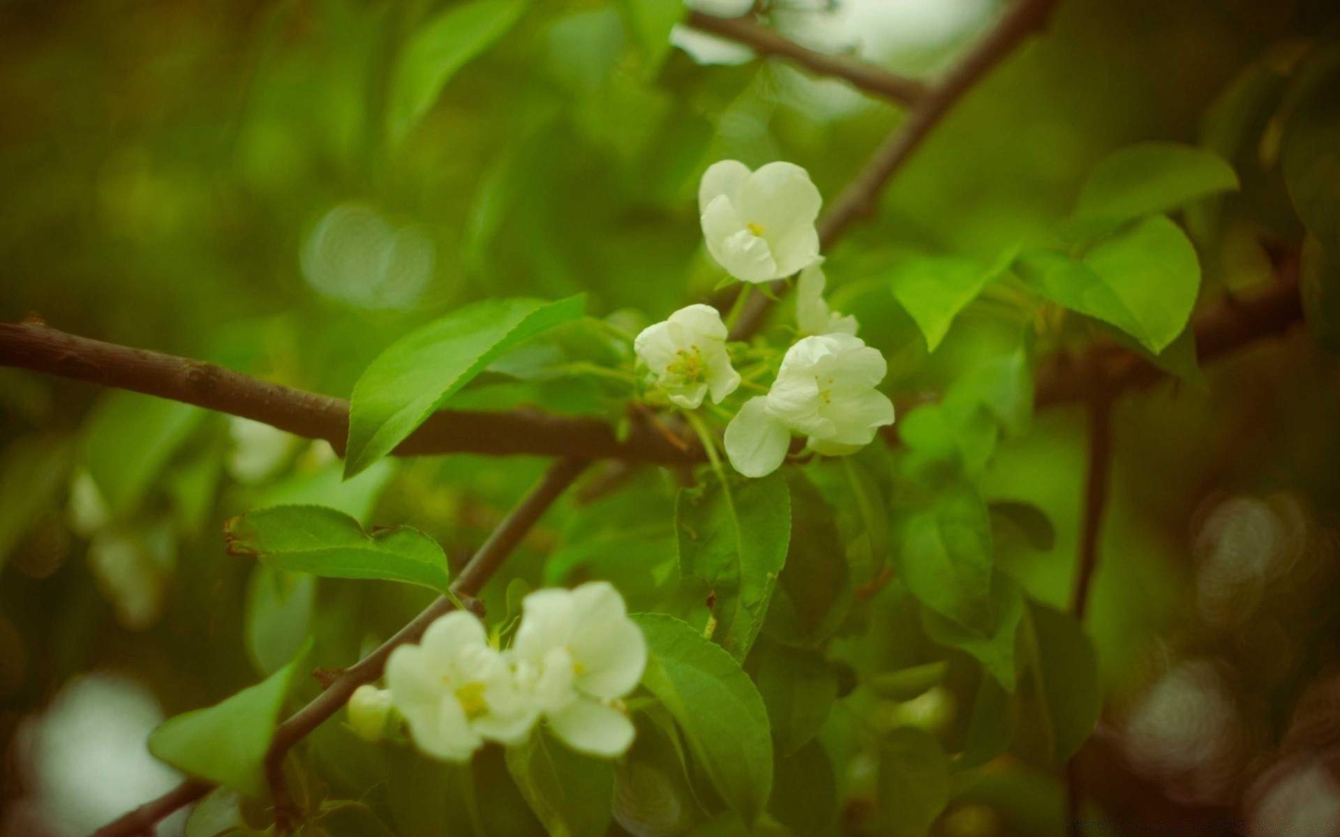 spring nature flora leaf tree flower branch garden growth season close-up summer color bright floral fair weather outdoors freshness apple park