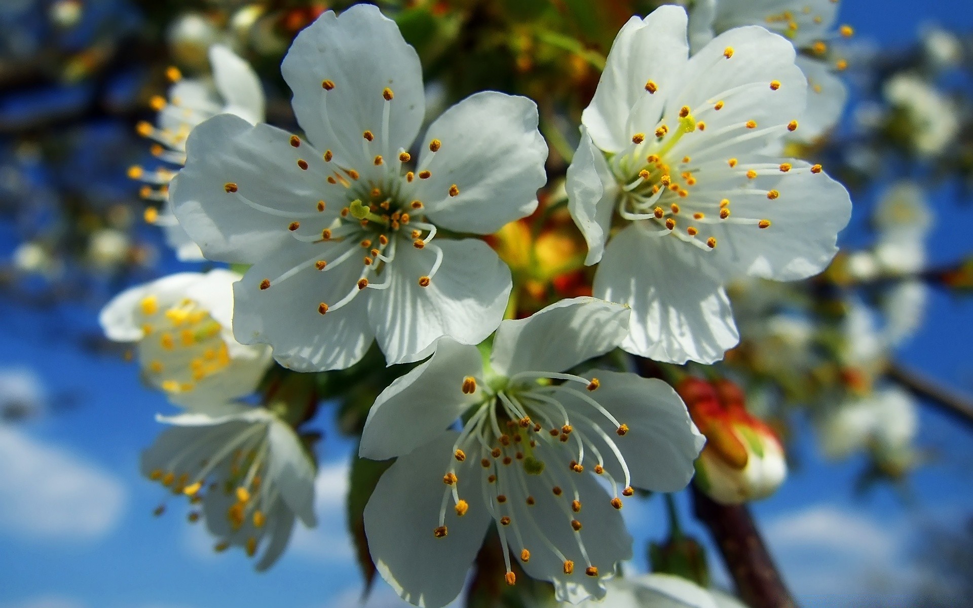 bahar çiçek kiraz ağaç elma doğa şube flora petal bahçe çiçek açan erik yaprak dostum çiçek açık havada büyüme