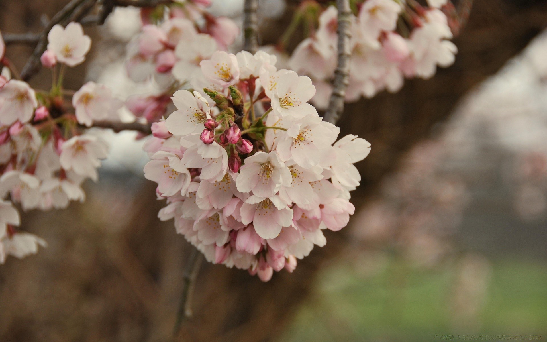 primavera flor cereja natureza árvore ramo flora jardim blooming temporada pétala folha maçã ao ar livre floral amigo parque crescimento cor