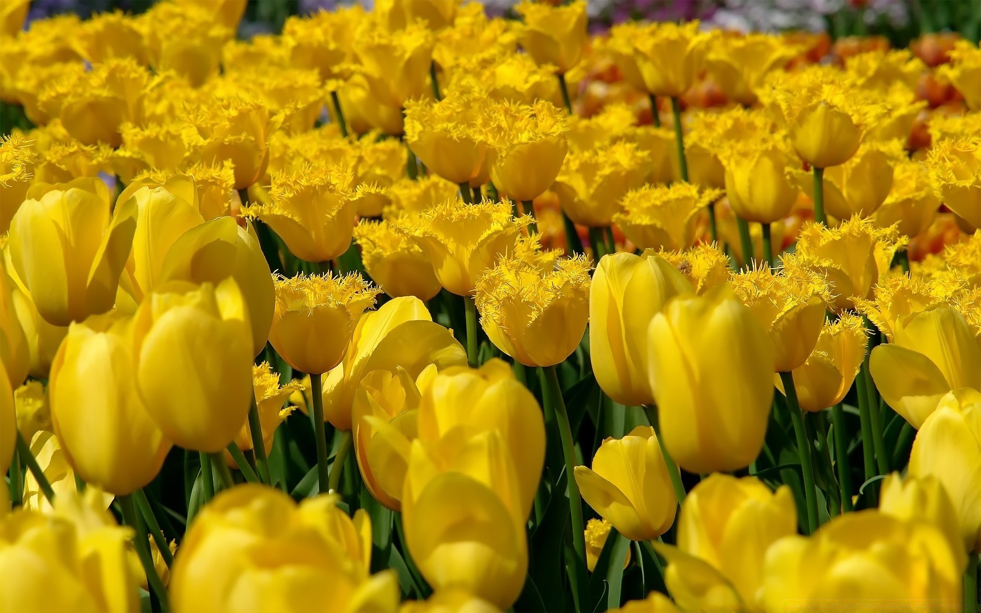 spring tulip nature flower flora easter floral bright garden summer season leaf color field bulb bouquet petal growth vibrant blooming