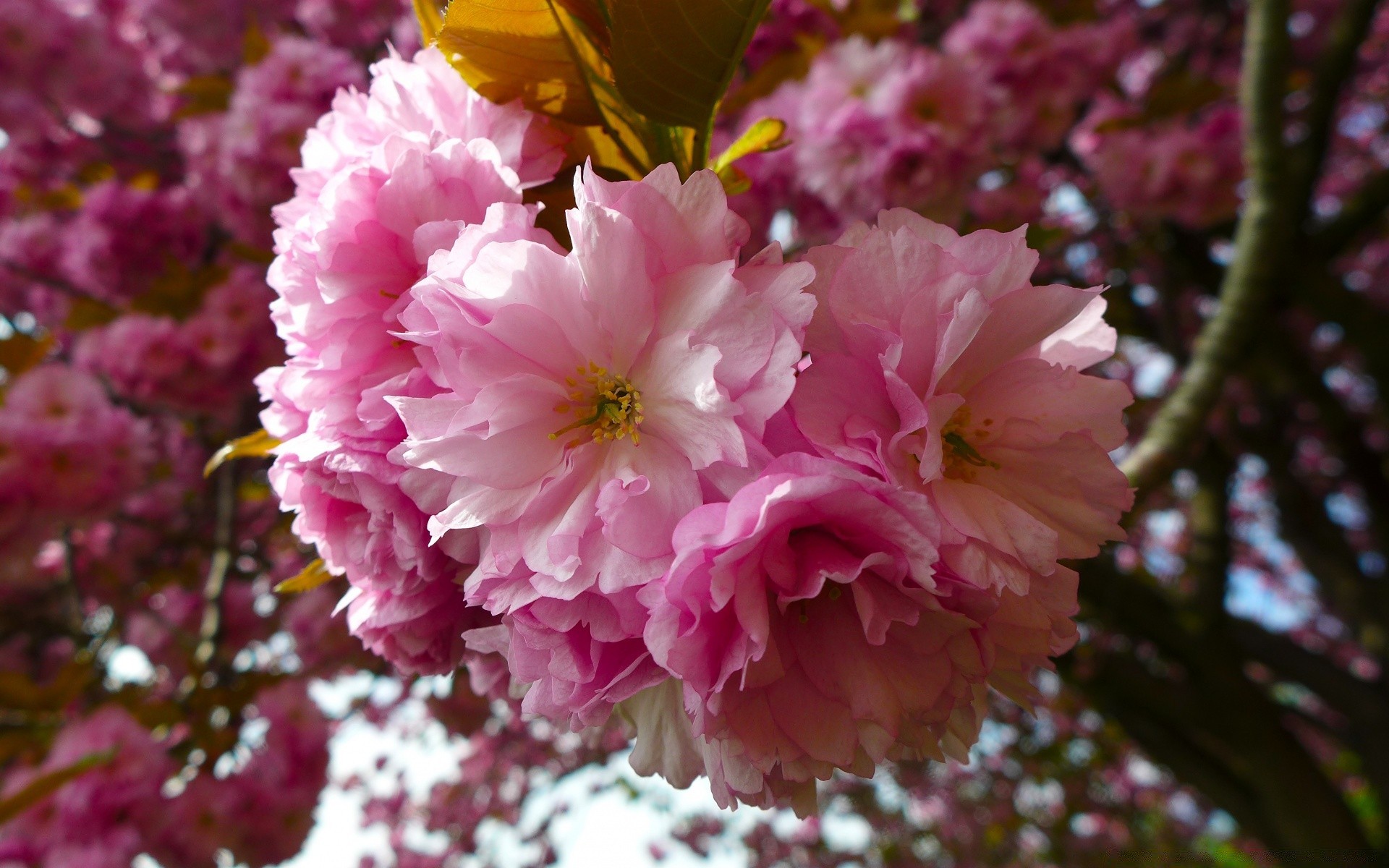 printemps fleur nature jardin flore bluming arbre feuille couleur pétale floral branche cerise saison belle rose parc copain été lumineux