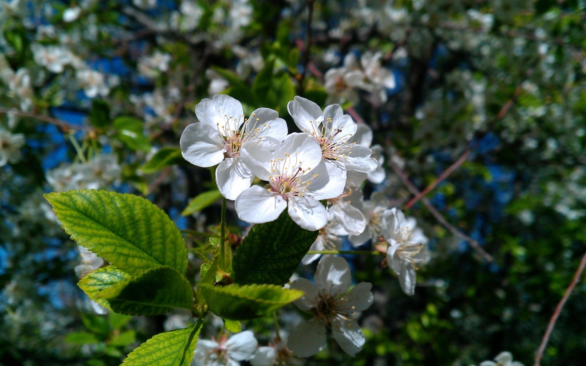 printemps fleur nature flore arbre jardin feuille cerise pétale saison bluming branche croissance floral été à l extérieur pomme fraîcheur gros plan lumineux parc