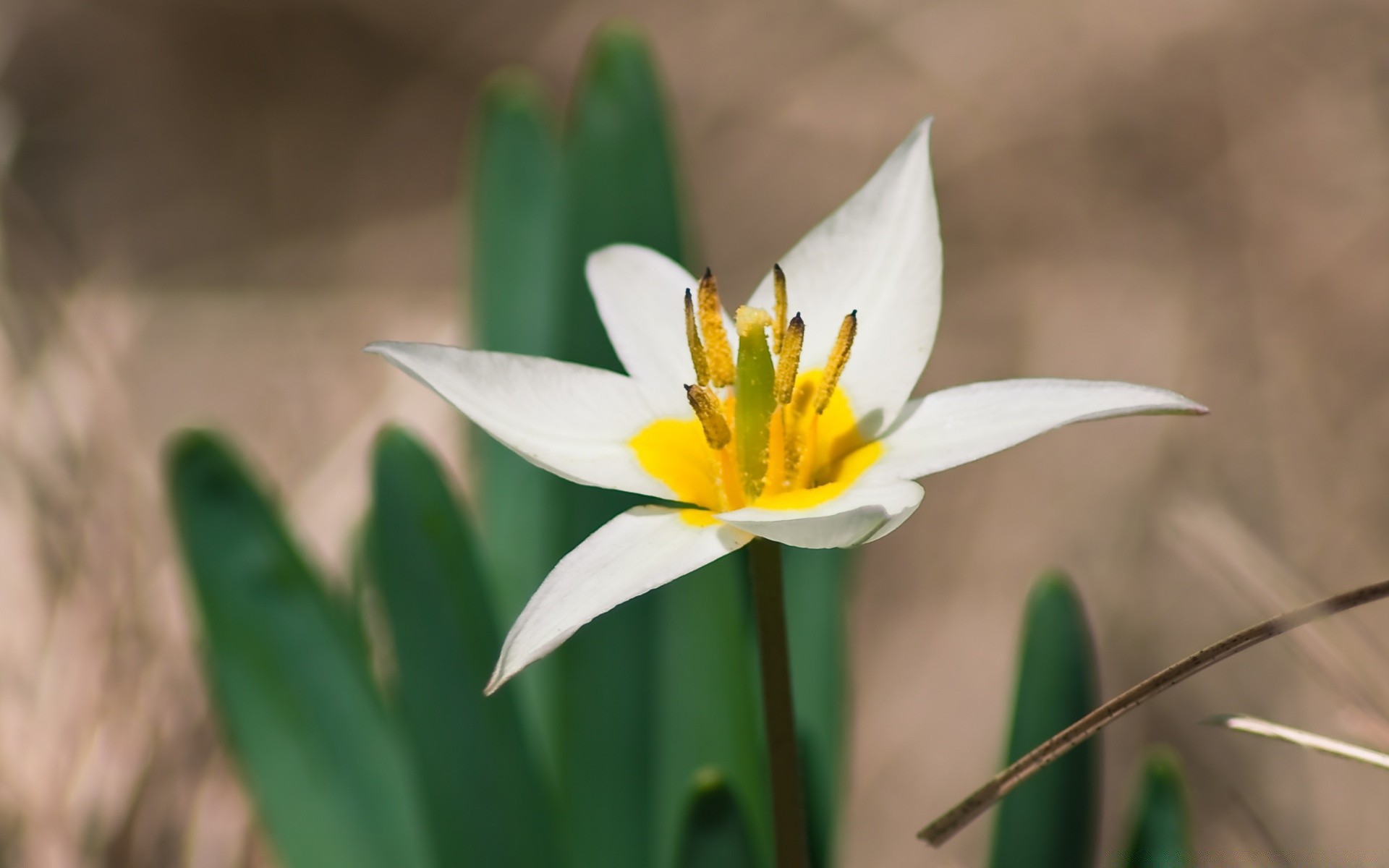 wiosna kwiat natura flora liść płatek ogród bluming lato na zewnątrz