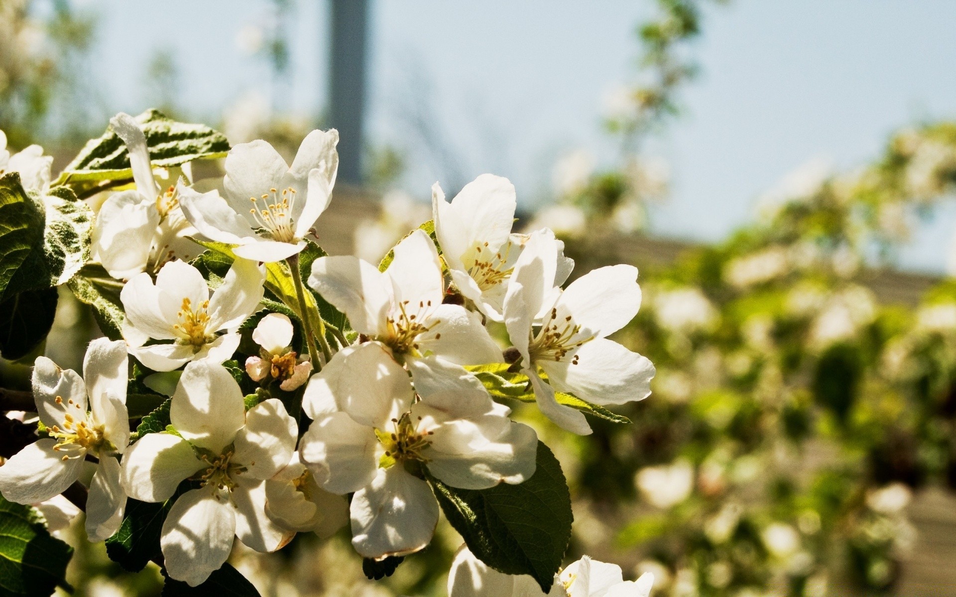 primavera fiore flora natura foglia giardino fioritura ramo albero crescita ciliegia petalo estate floreale stagione compagno all aperto mela luminoso bel tempo