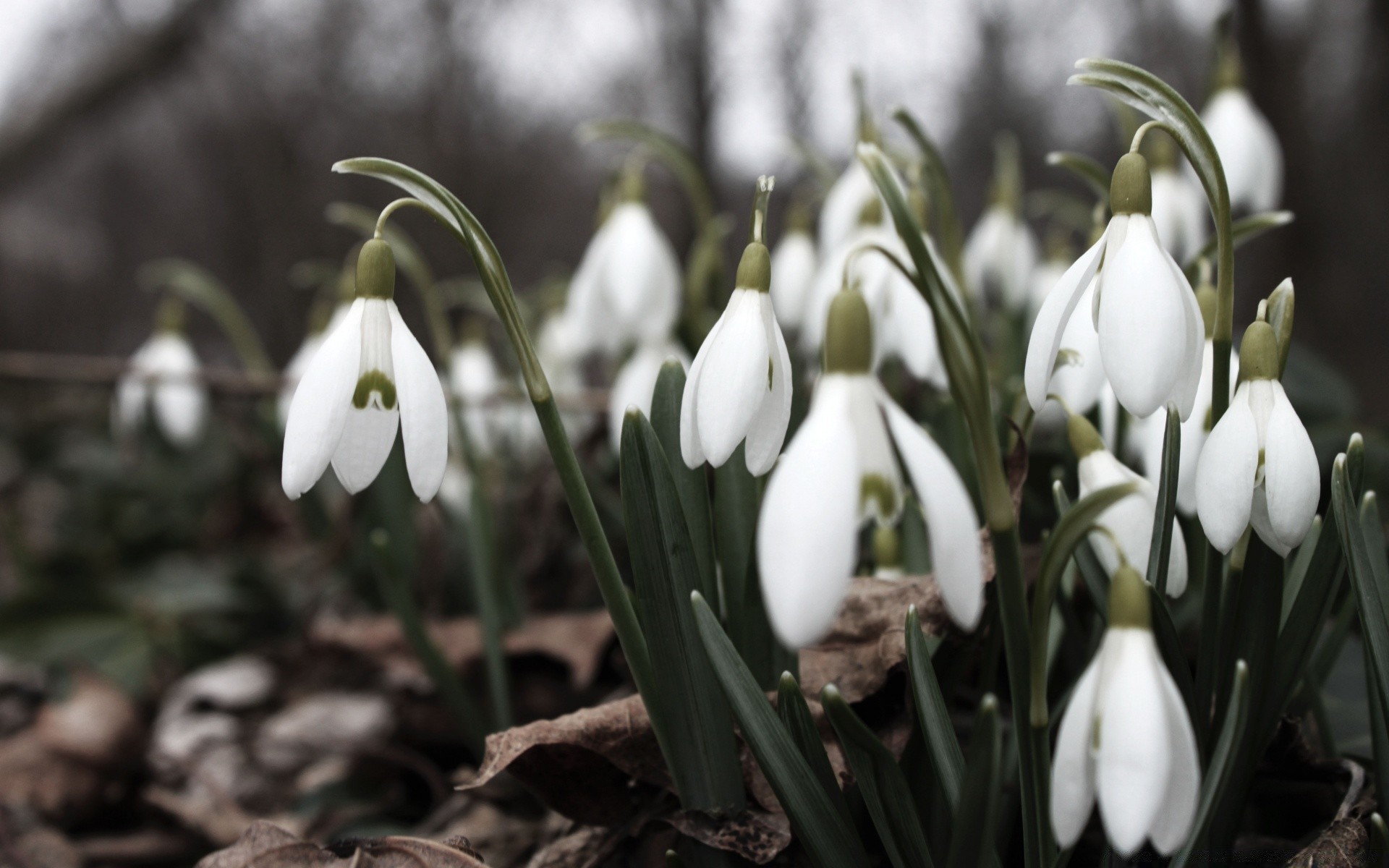 frühling blume natur ostern flora blatt saison blütenblatt garten blühen blumen im freien kumpel park frühling früh wachstum gras schließen farbe