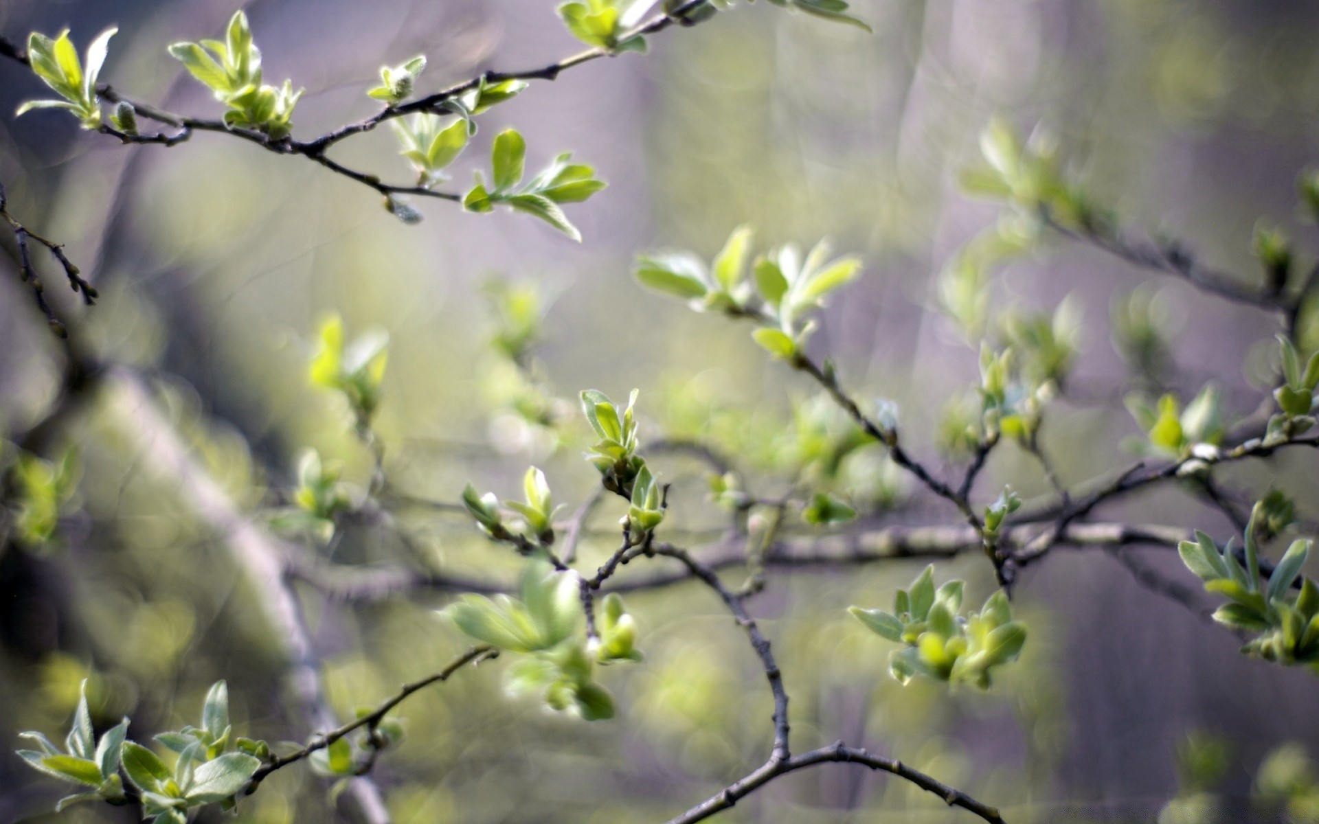 frühling zweig baum natur blatt blume garten flora wachstum saison schließen im freien park kirsche gutes wetter kumpel unschärfe hell sommer desktop farbe