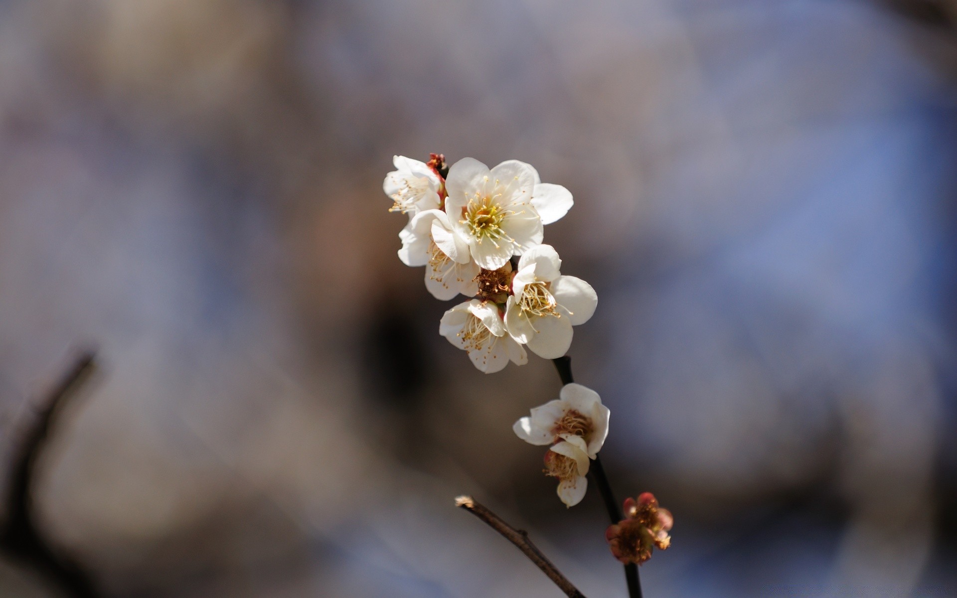 primavera fiore natura ciliegia sfocatura ramo all aperto flora albero mela stagione compagno delicato petalo fioritura giardino colore luminoso bel tempo