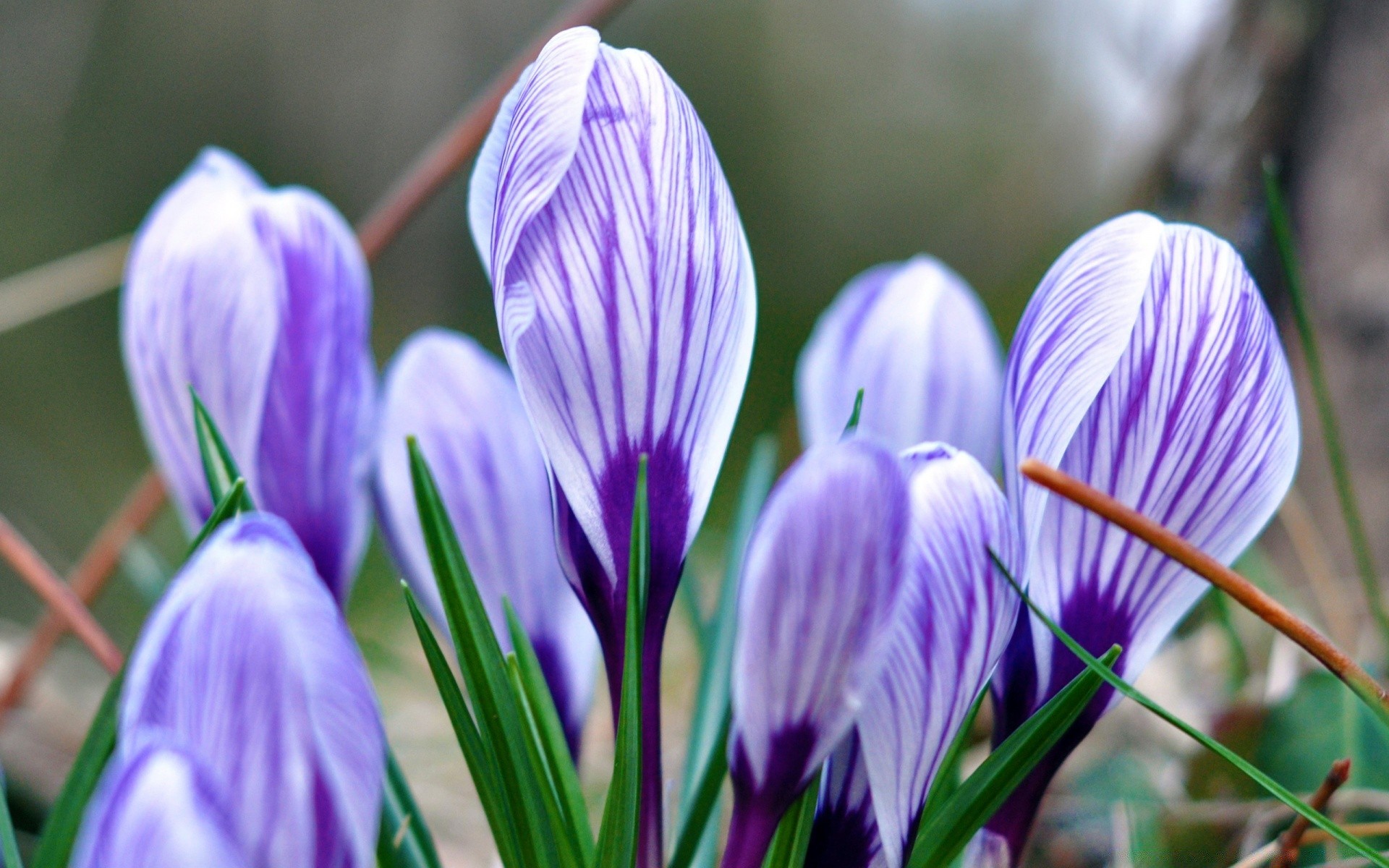 frühling natur blume flora ostern blatt garten blühen blumen sommer hell blütenblatt im freien saison wachstum gras farbe krokus zart schließen