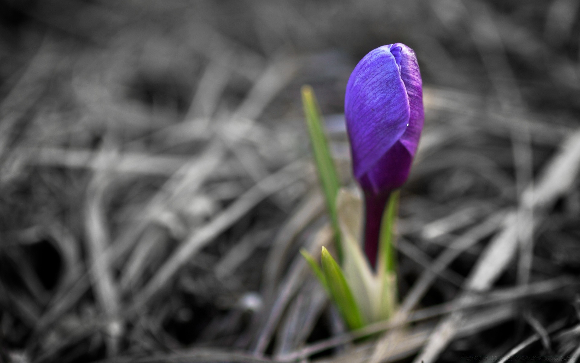 wiosna natura kwiat flora liść trawa sezon ogród odkryty park kolor lato zbliżenie krokus kwiatowy płatek bluming wzrost wielkanoc jasny