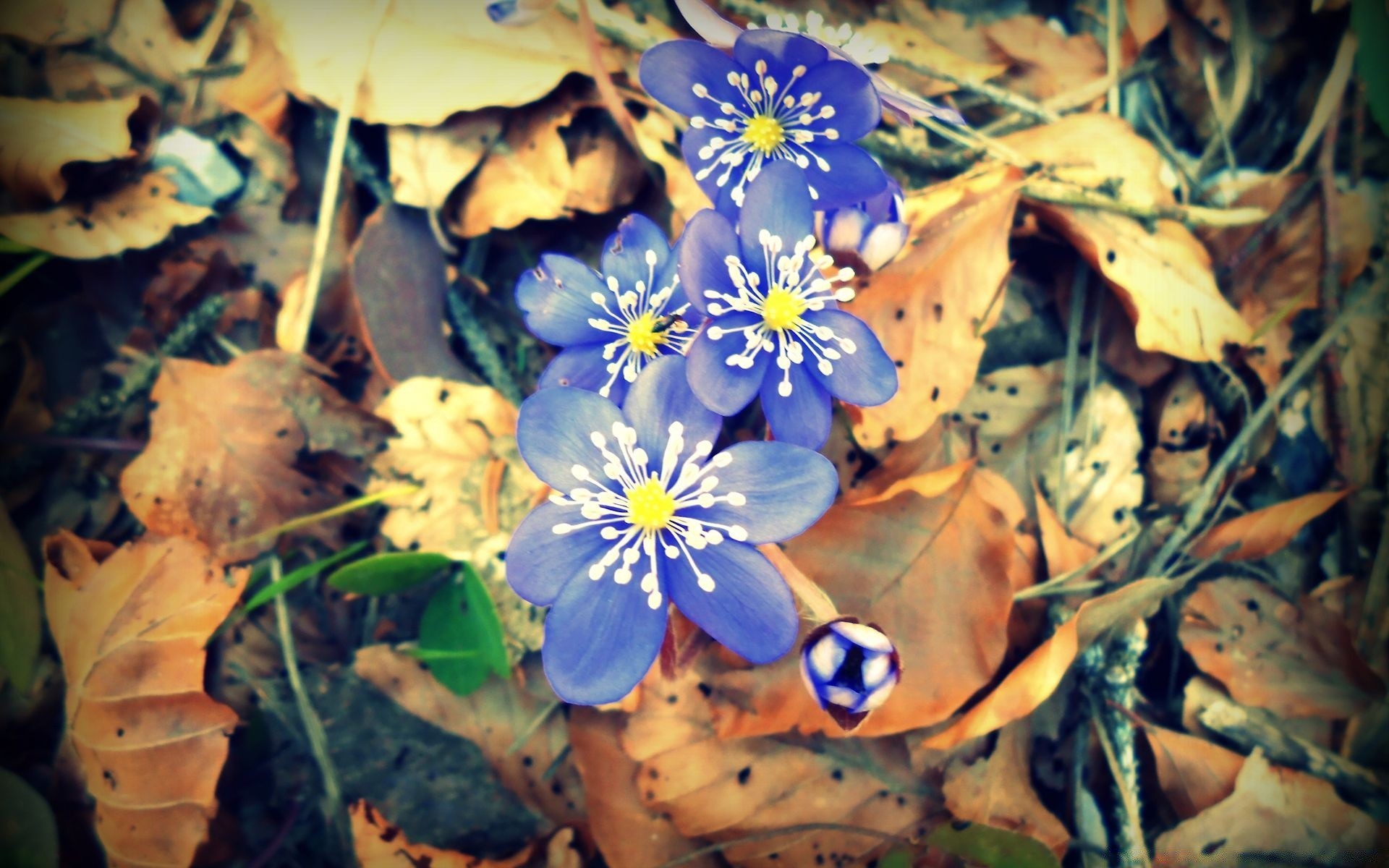 spring leaf nature flower flora color outdoors