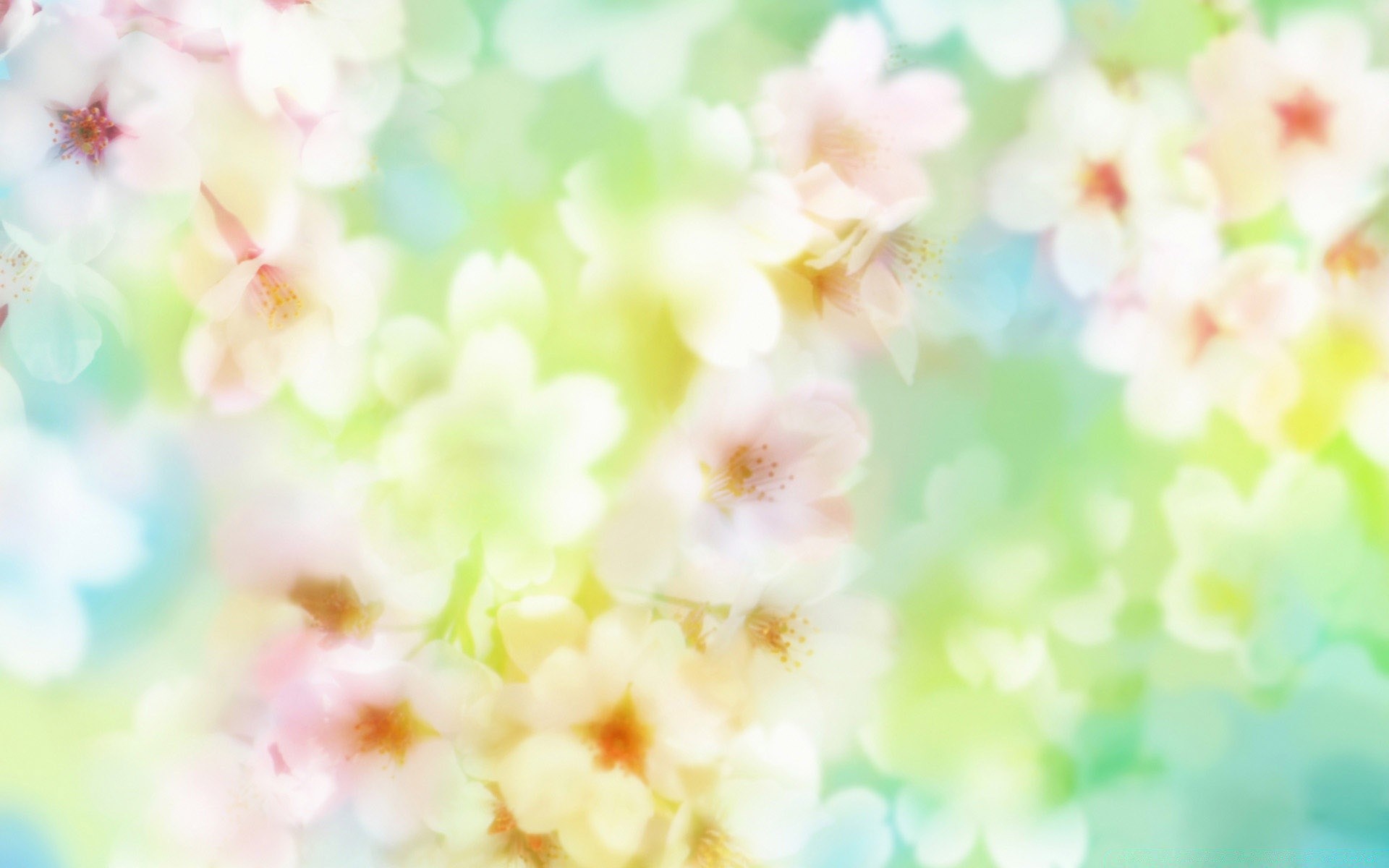 spring blur bright focus flower color nature desktop decoration abstract flora garden summer leaf