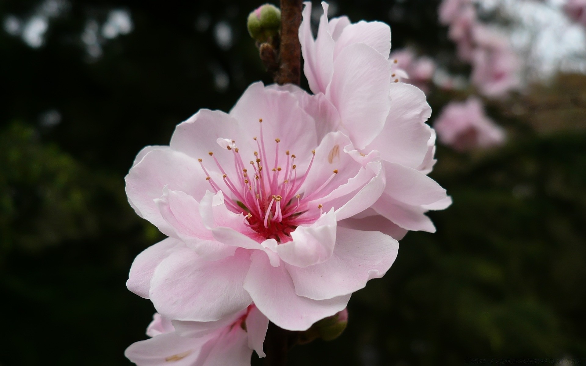 primavera fiore natura flora giardino fiore foglia petalo ciliegio albero floreale ramo all aperto buddy crescita stagione estate colore parco bella