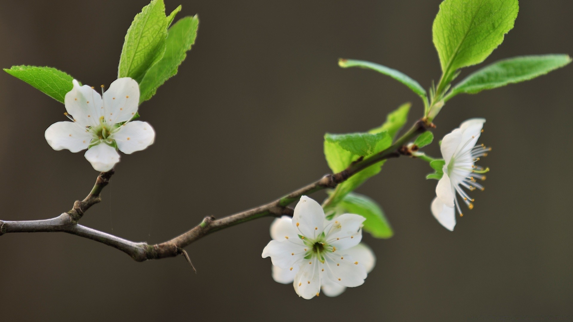 primavera mela fiore albero foglia natura compagno ciliegia ramo prugna albicocca flora petalo all aperto crescita giardino frutta delicato melo sfocatura