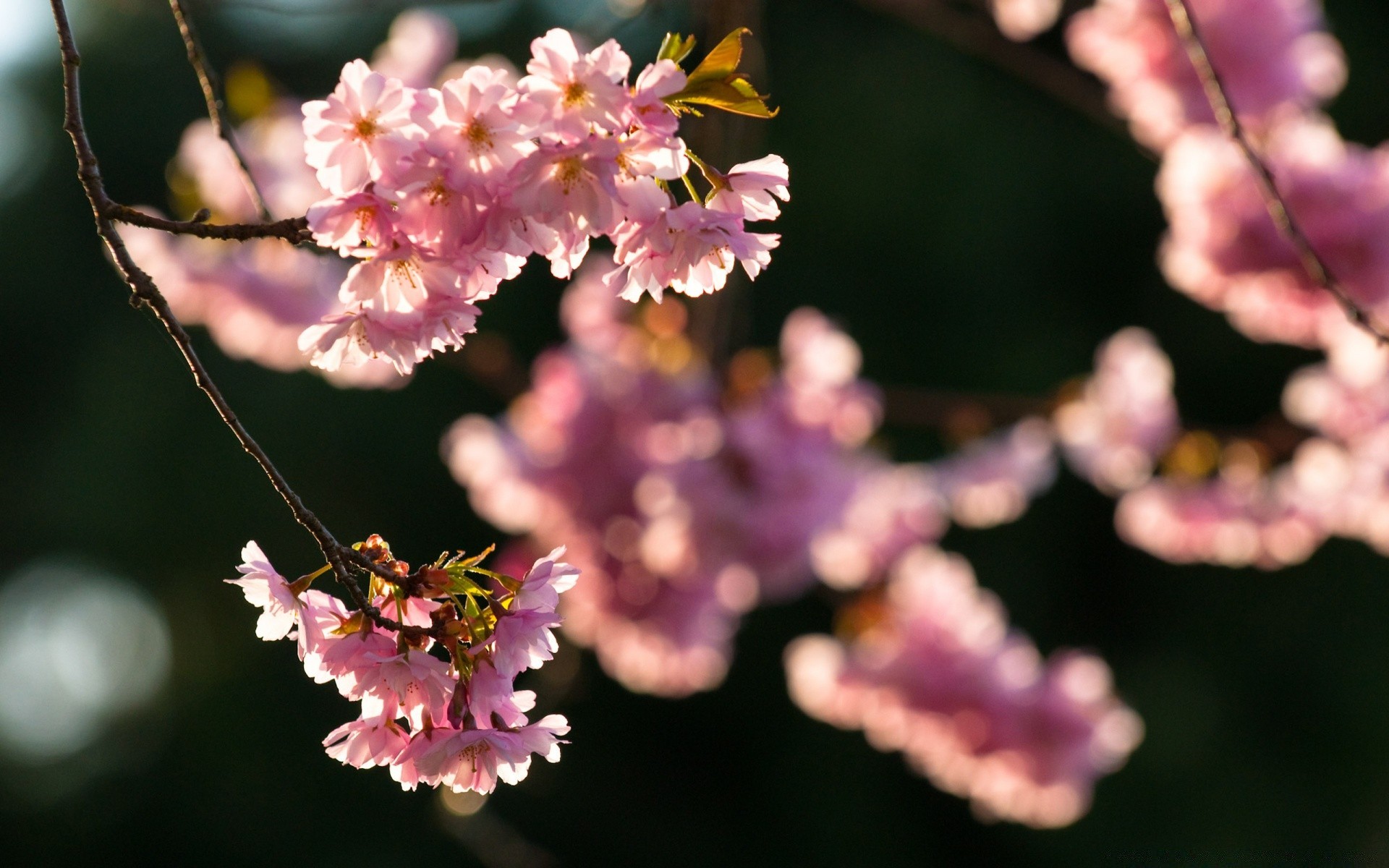 printemps fleur nature jardin flore bluming pétale arbre branche cerise feuille floral parc gros plan couleur copain saison à l extérieur été belle