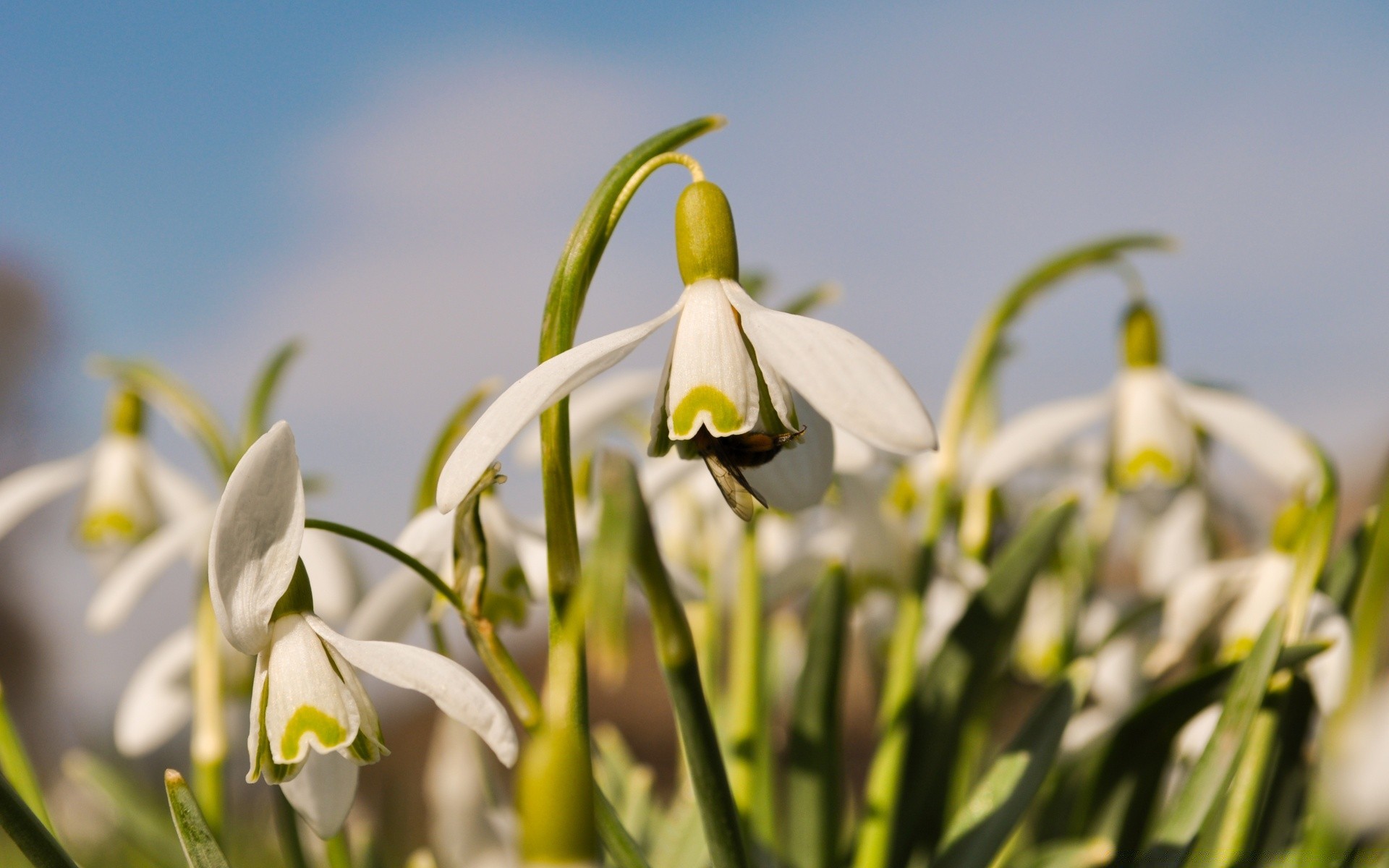 wiosna natura kwiat flora liść ogród jasny wzrost płatek kwiatowy wielkanoc dobra pogoda kolor lato bluming trawa