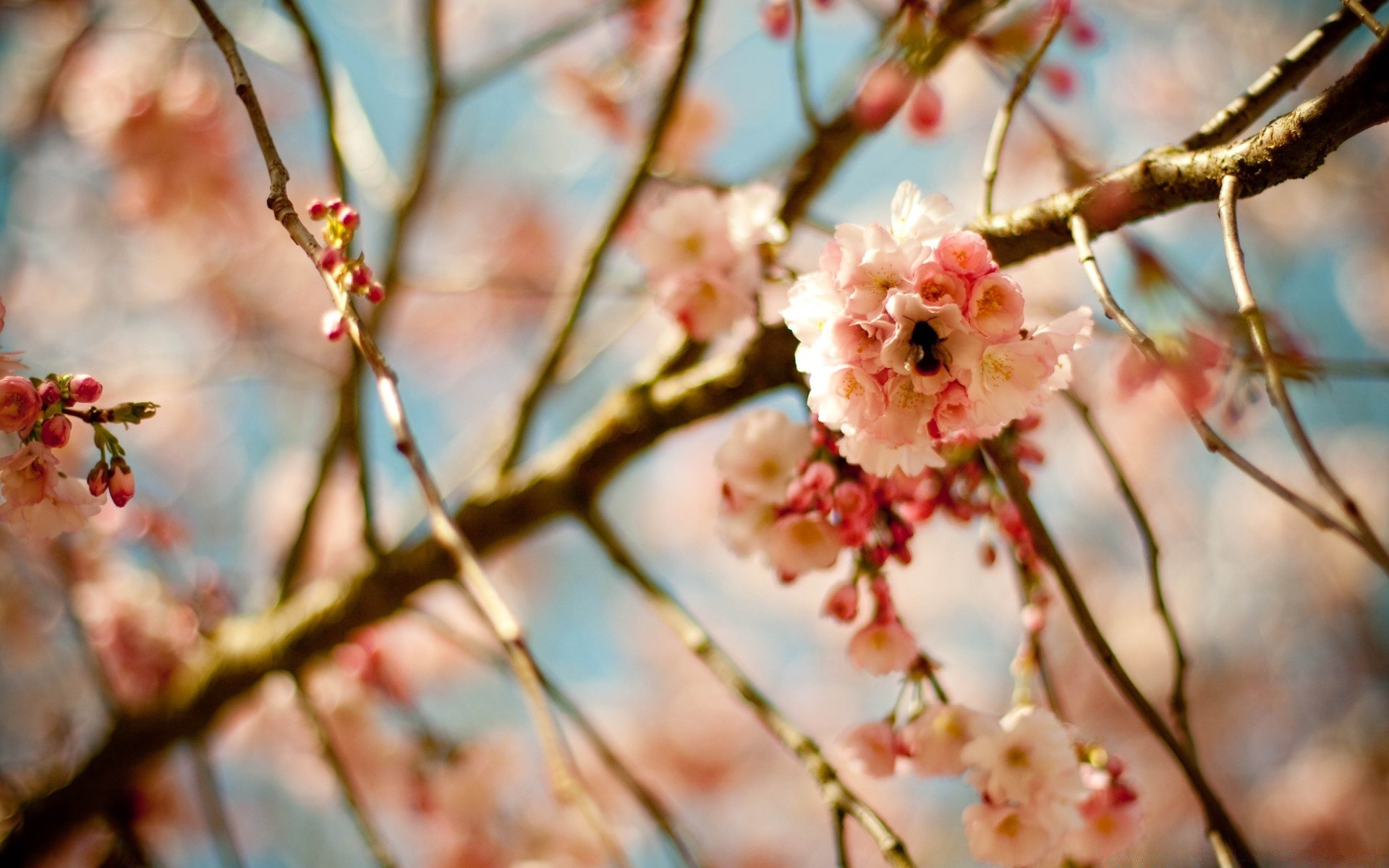 printemps cerise branche fleur arbre nature flore feuille pomme jardin à l extérieur prune saison copain bluming couleur lumineux croissance gros plan fruits