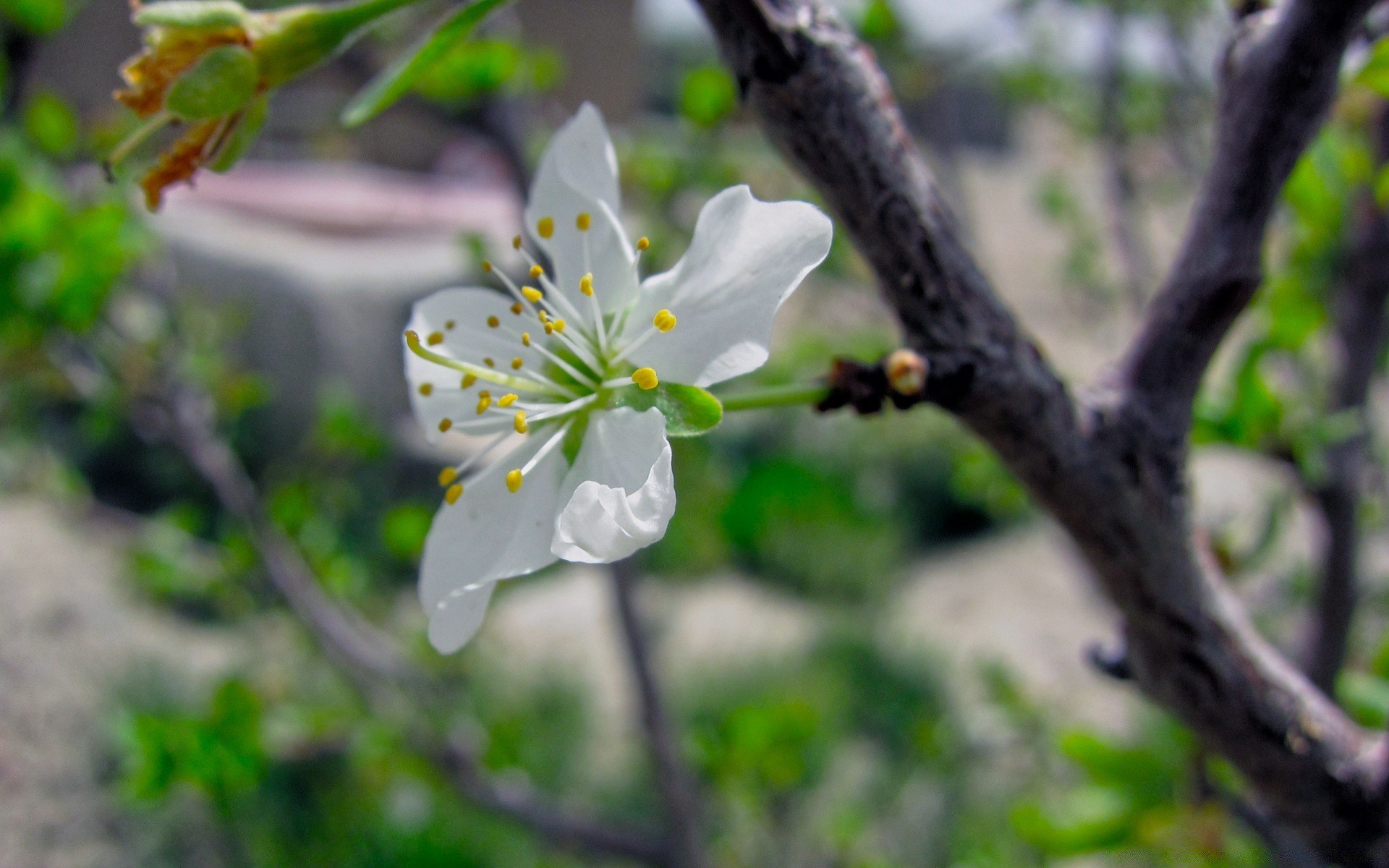 printemps nature fleur arbre flore branche à l extérieur feuille pomme bluming jardin été croissance saison cerise parc pétale copain belle