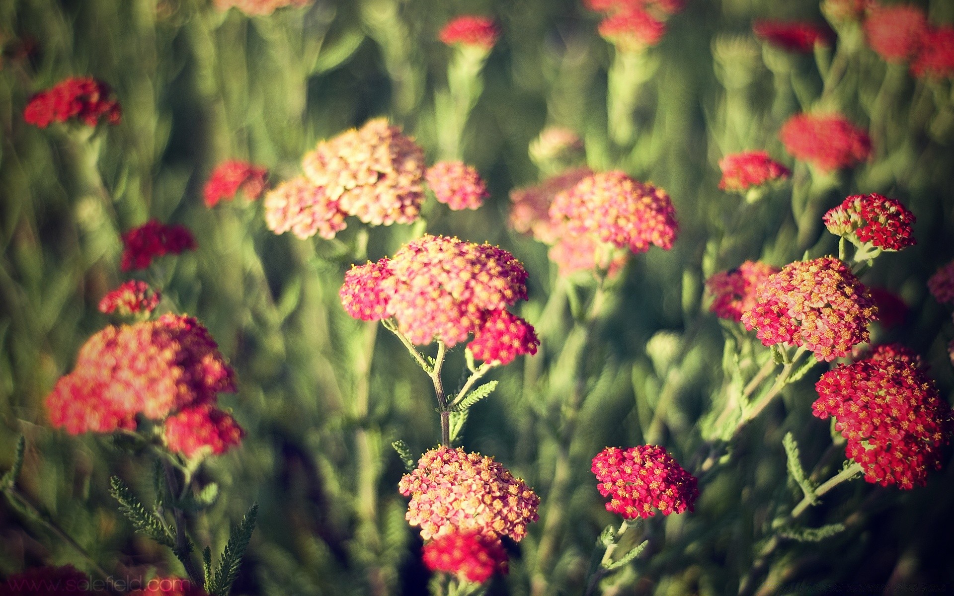 bahar çiçek doğa flora bahçe yaz çiçek yaprak renk çiçek açan petal buket parlak sezon açık havada alan büyüme