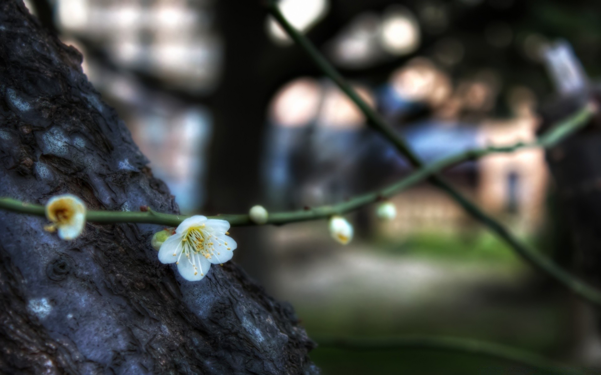 spring nature blur flora garden outdoors flower leaf tree growth environment branch summer light color wood close-up daylight desktop