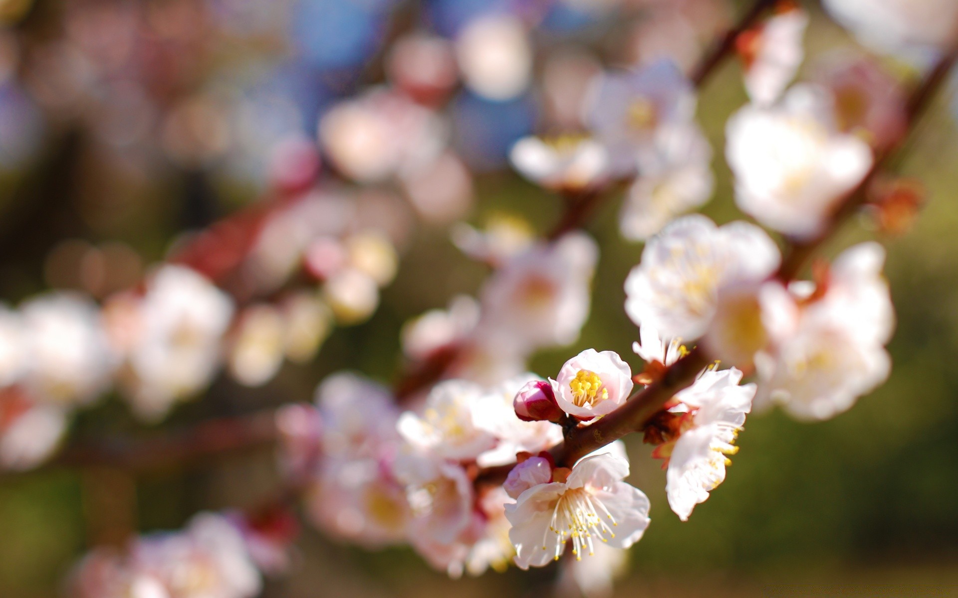 wiosna kwiat natura wiśnia flora ogród drzewo oddział sezon liść kolor jabłko płatek bluming na zewnątrz jasne zbliżenie lato park wielkanoc