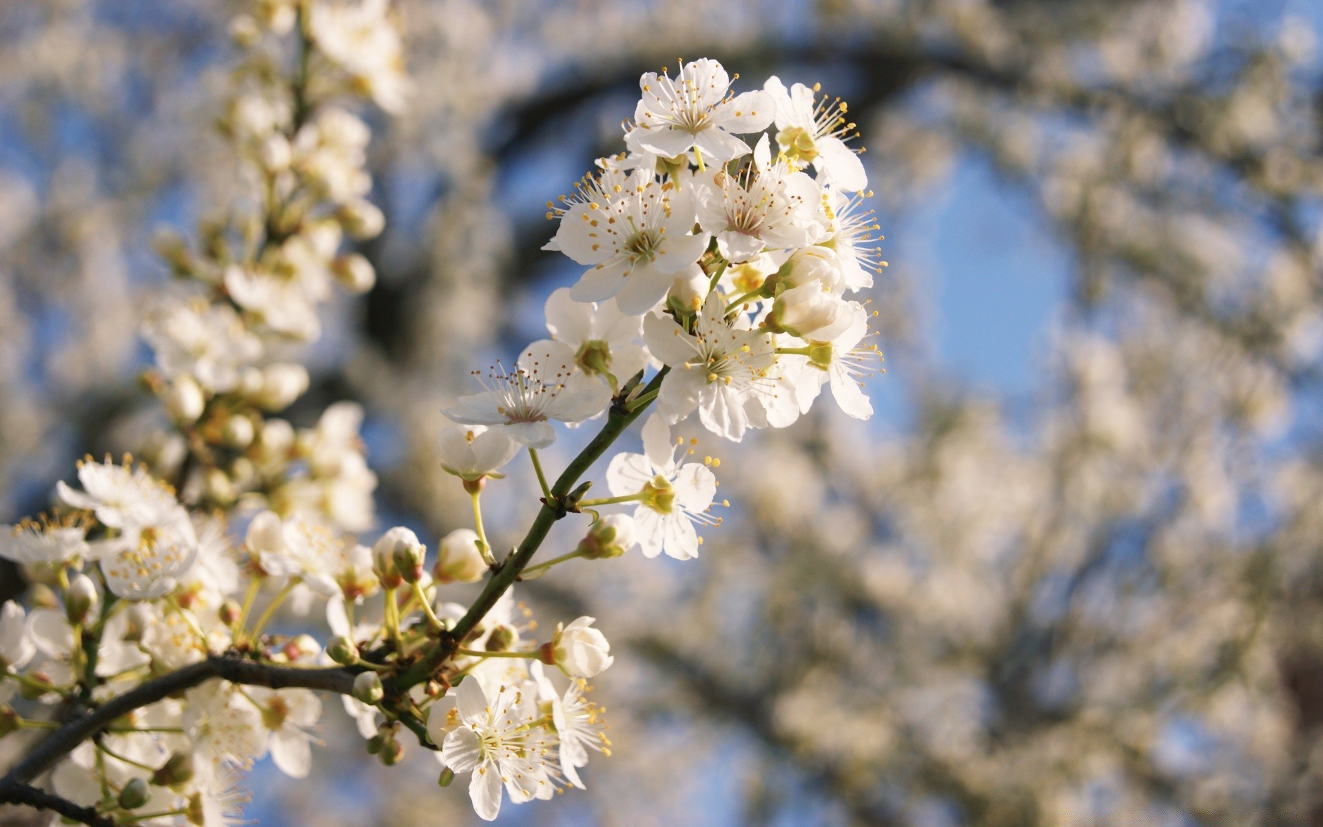 spring cherry flower tree branch nature flora season blooming leaf growth floral sunny garden apple petal springtime bud outdoors plum close-up