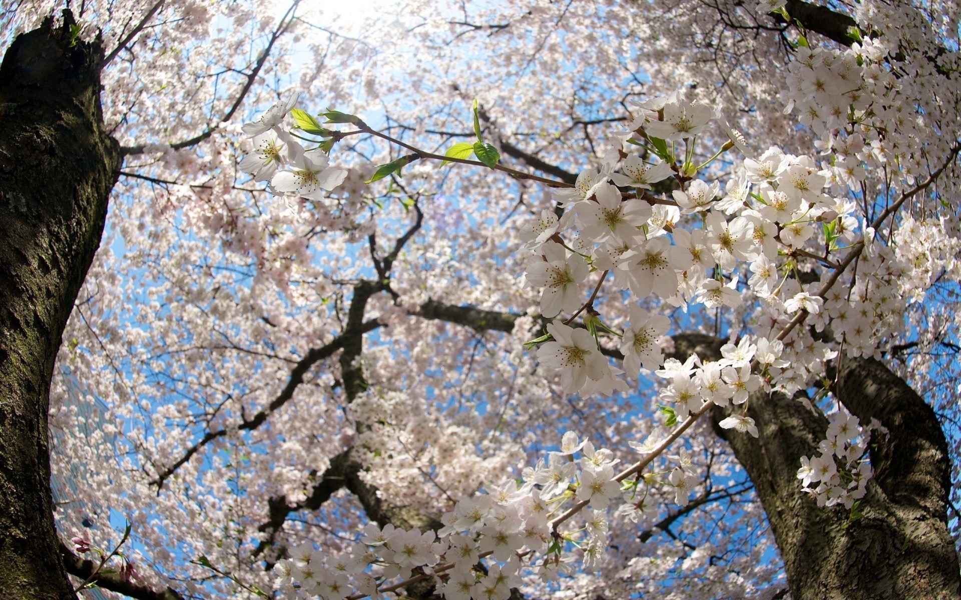 bahar kiraz ağaç çiçek şube sezon flora bahar doğa çiçeklenme büyüme park elma bahçe erik yaprak renk açık havada yakın çekim manzara çiçek