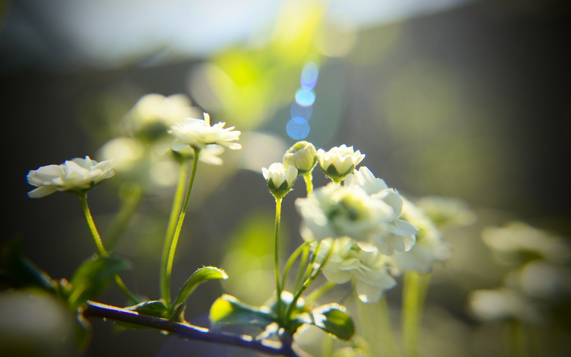 printemps fleur nature flore jardin été feuille beau temps couleur gros plan flou dof soleil bluming croissance à l extérieur parc pétale saison champ