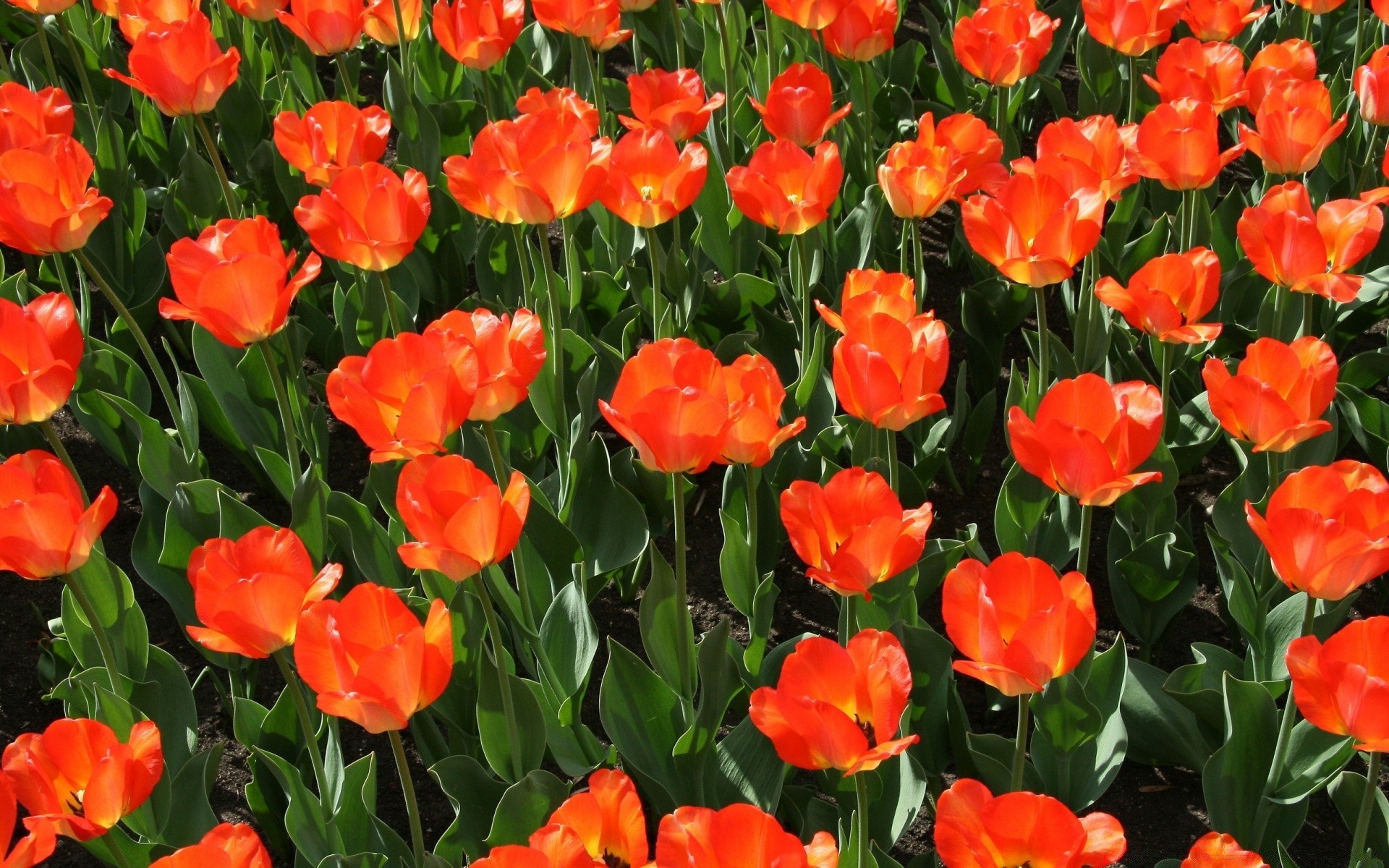 bahar doğa flora bahçe çiçek çiçek parlak yaprak yaz renk parlak petal lale çiçeklenme sezon alan güzel hava büyüme açık havada