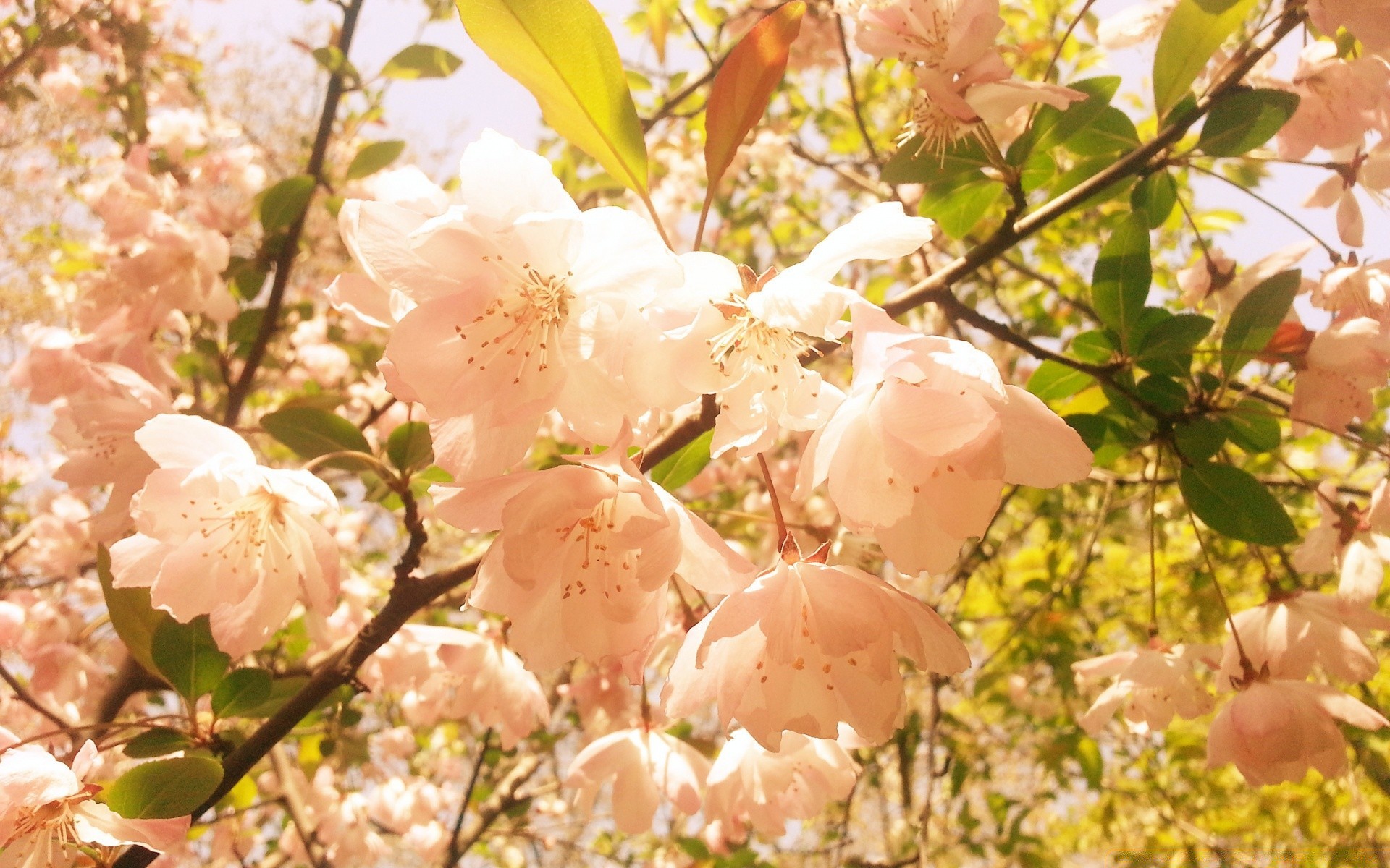 bahar doğa ağaç çiçek şube flora yaprak sezon bahçe kiraz çiçeklenme büyüme çiçek yakın çekim parlak açık havada yaz elma renk bahar