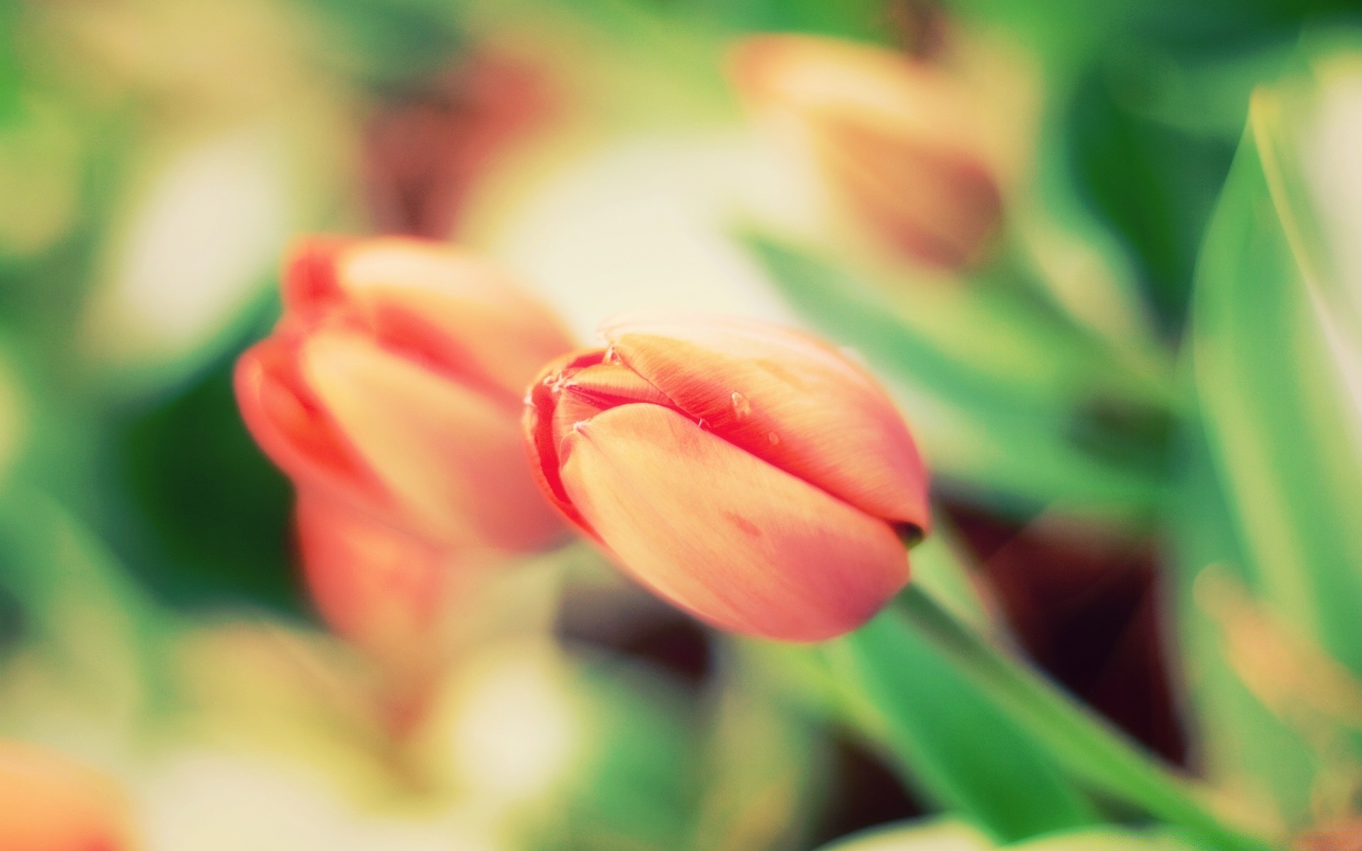 frühling natur blume flora garten blatt sommer farbe tulpe hell wachstum blumen ostern liebe schön romantik blütenblatt