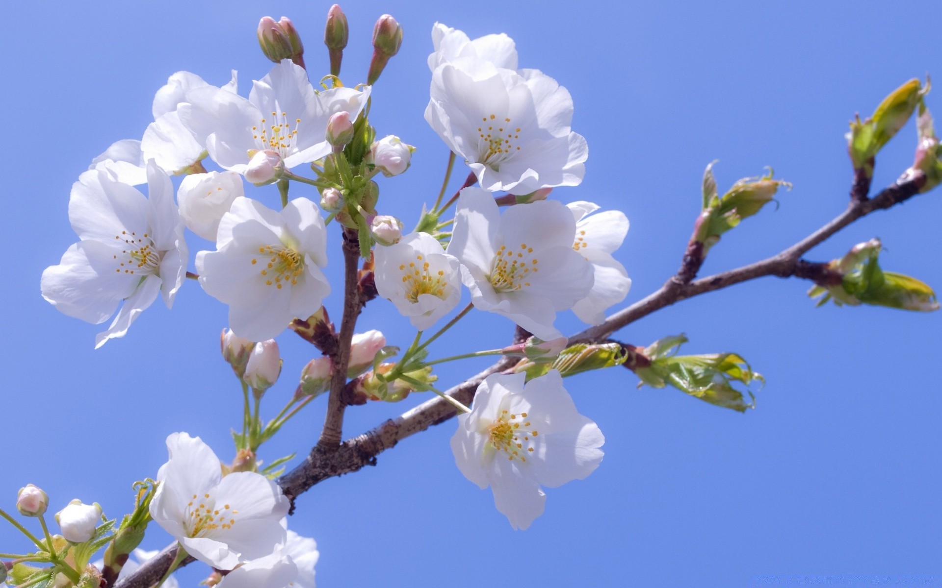 wiosna kwiat wiśnia oddział natura drzewo flora kolego wzrost bluming płatek na zewnątrz liść plum sezon ogród jabłko lato morela