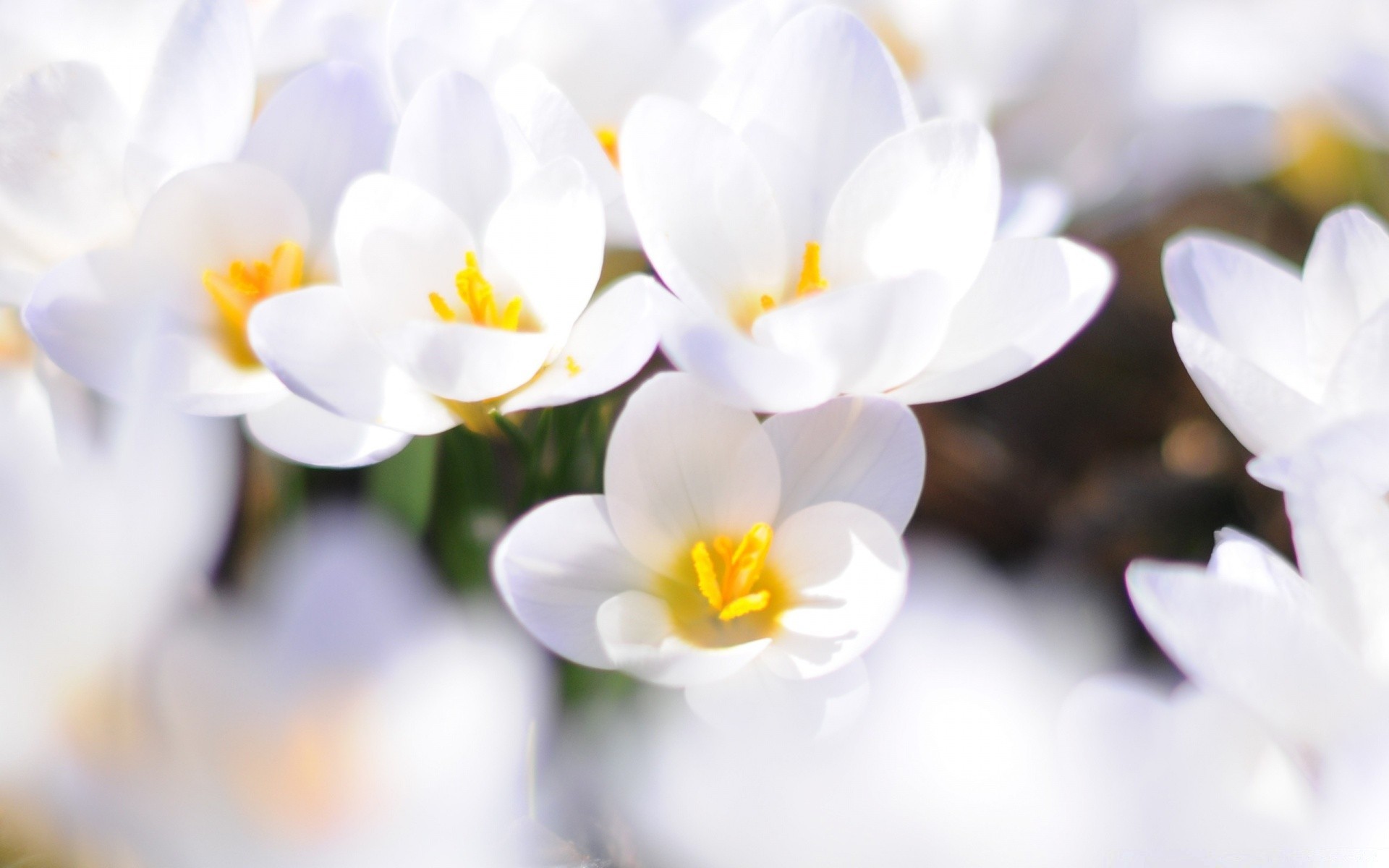 spring flower nature flora garden blooming color petal beautiful bright floral easter season leaf close-up summer