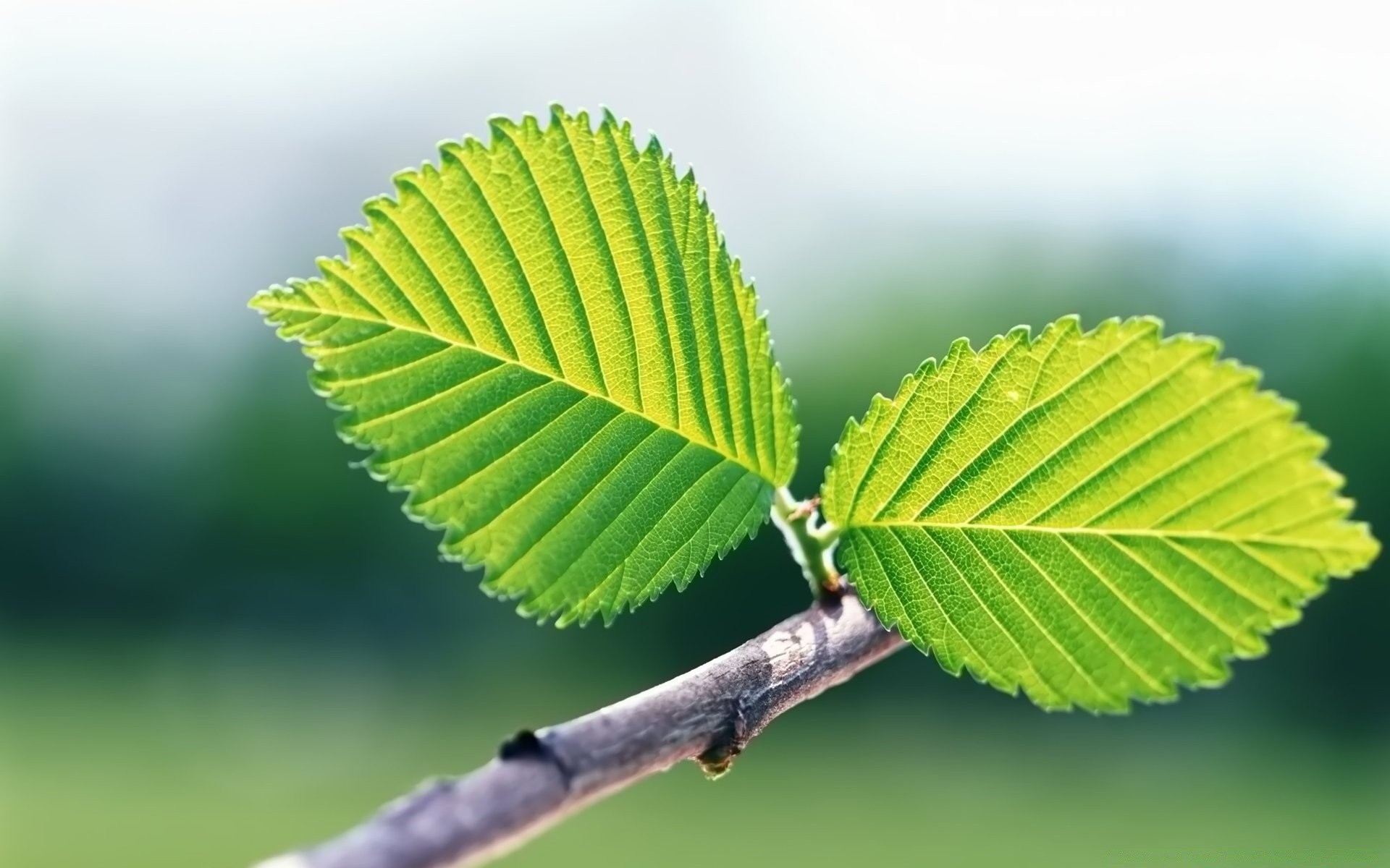 printemps feuille nature été croissance flore à l extérieur gros plan