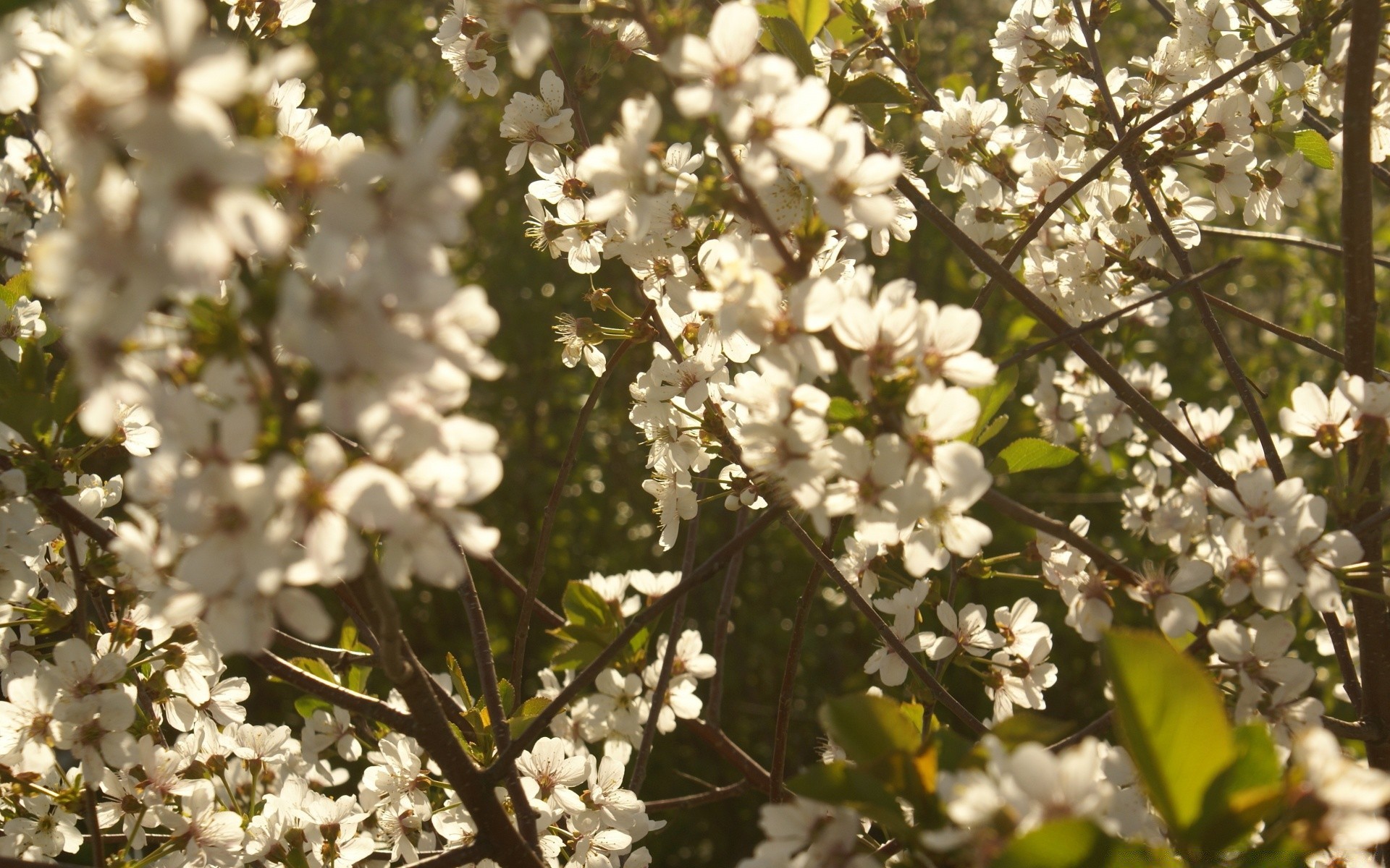 spring flower cherry branch tree flora nature season blooming garden apple leaf petal close-up floral bud growth springtime outdoors bright color