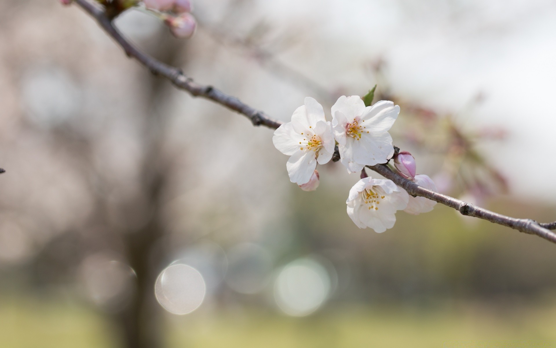 wiosna wiśnia kwiat oddział natura drzewo jabłko kolego plum flora ogród delikatny liść wzrost na zewnątrz bluming sezon morela rozmycie brzoskwinia