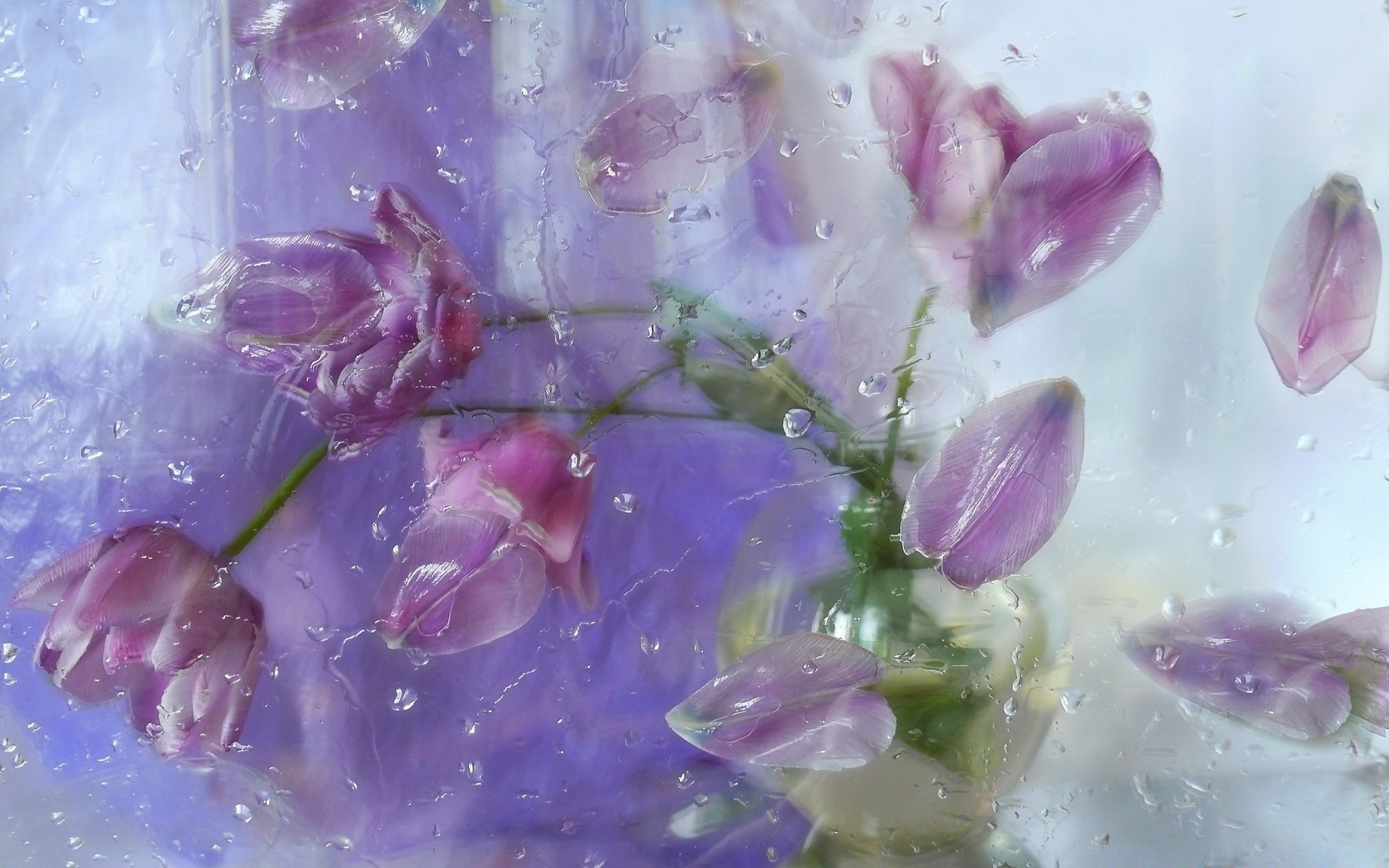 wiosna kwiat natura lato kwiatowy flora piękny kolor płatek violet ogród pulpit liść zbliżenie bluming dekoracje fioletowy lawenda bukiet