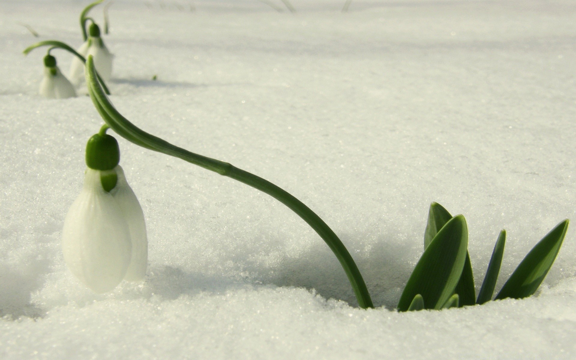 frühling stillleben natur unschärfe schnee winter blatt blume tropfen im freien