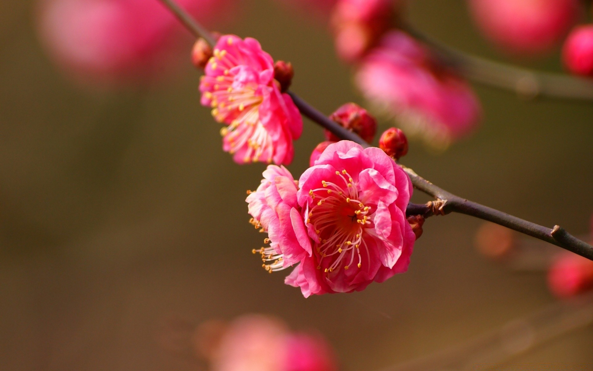 primavera flor natureza cereja flora ramo jardim árvore ao ar livre borrão pétala folha delicado verão cor crescimento estação